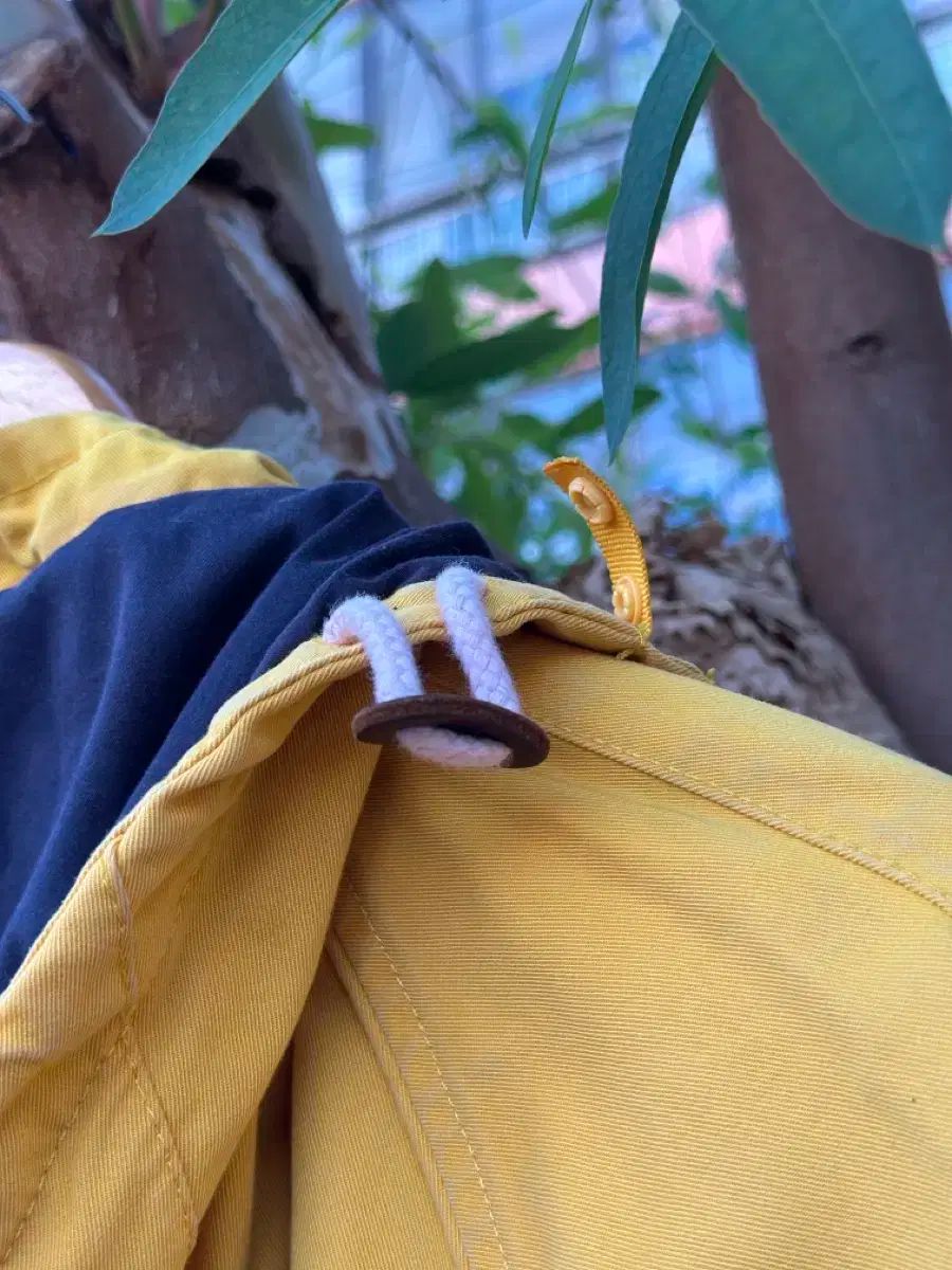 イエロー コットン