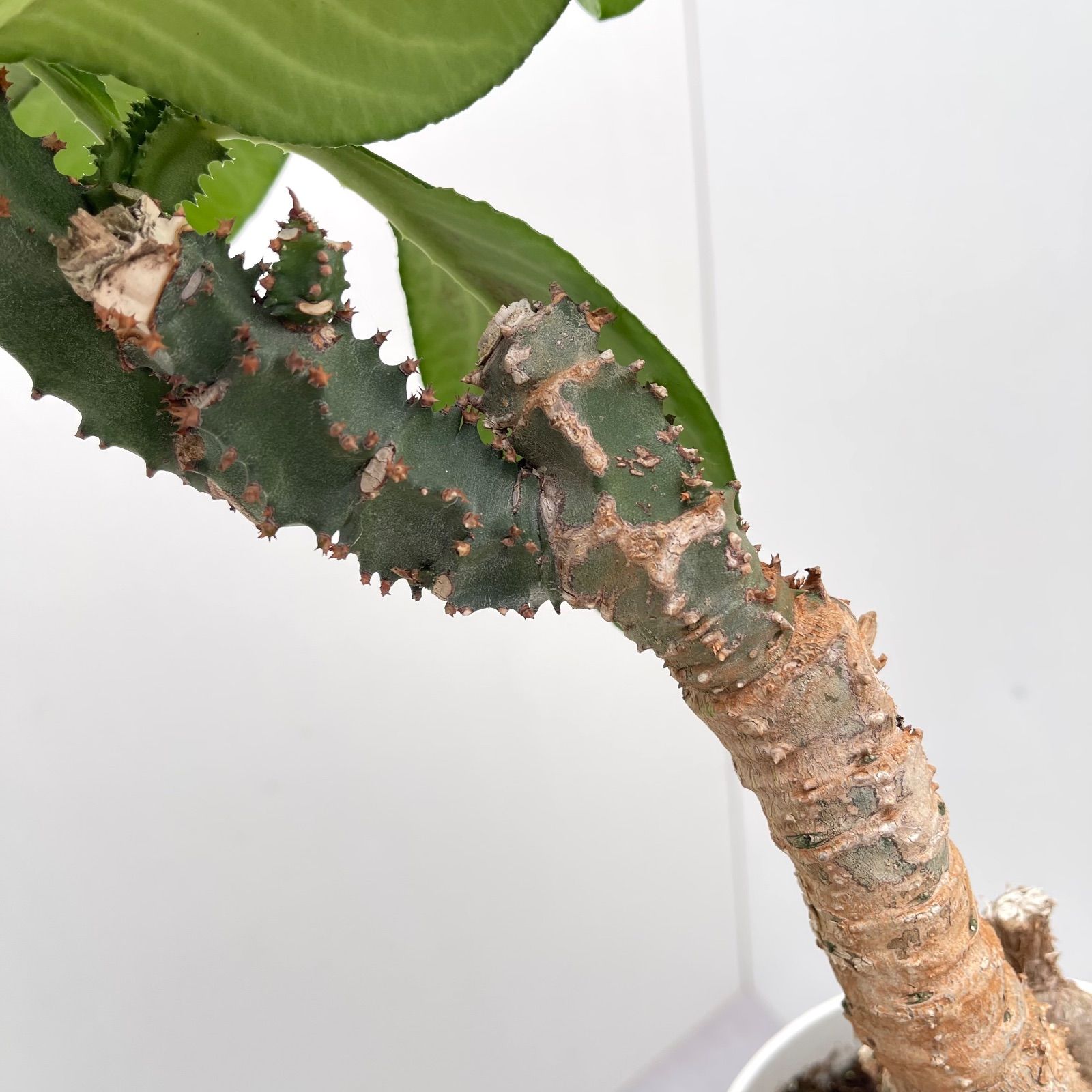 モナデニウム マグニフィカム 現品 観葉植物 塊根植物