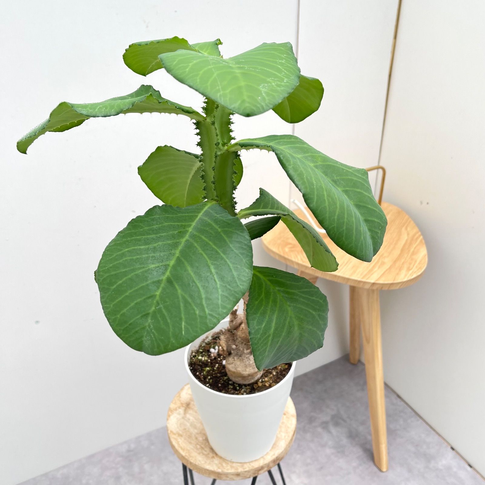 モナデニウム マグニフィカム 現品 観葉植物 塊根植物