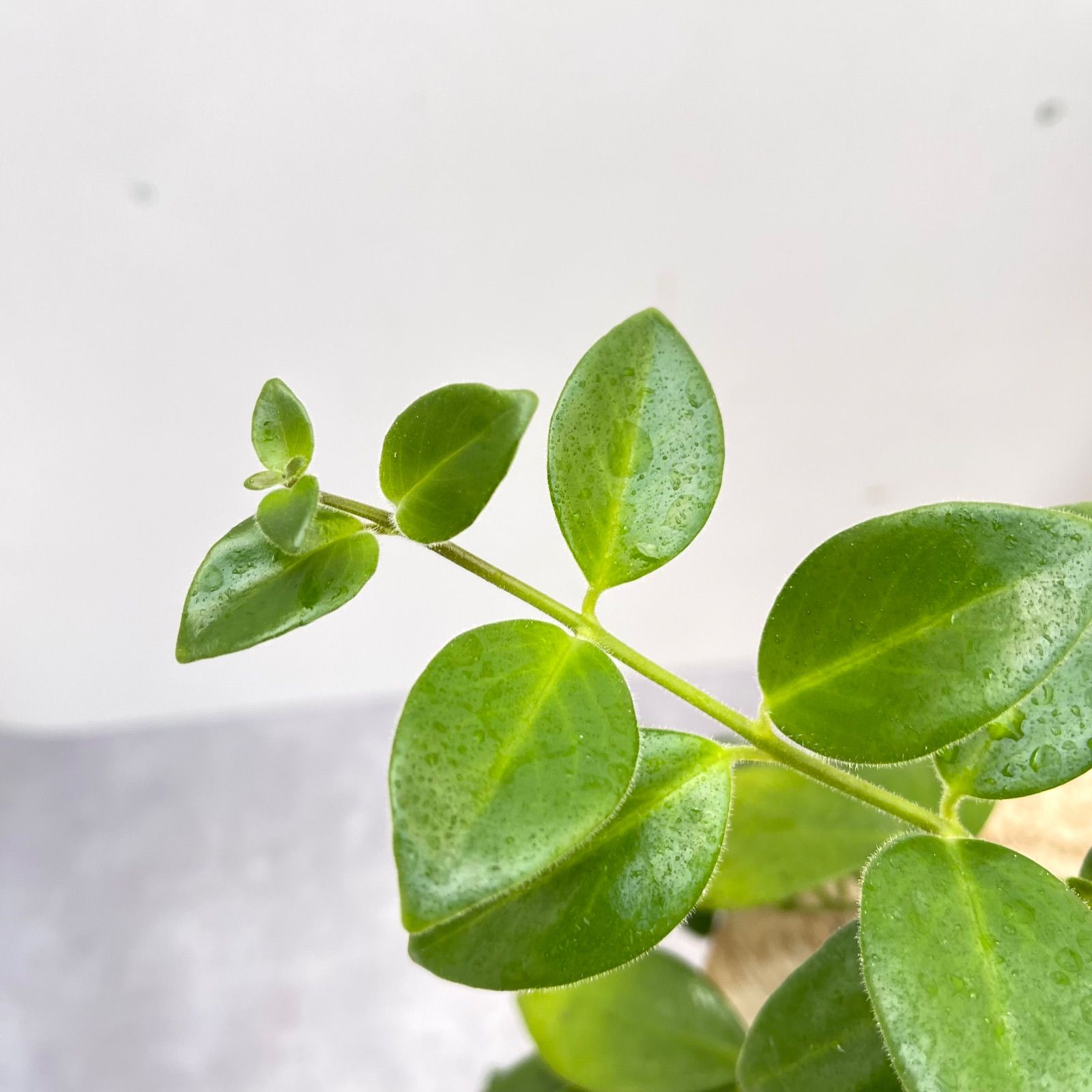 希少ドライガーデン株?】ユッカ・ロストラータ 鉢付き 葉先約110cm