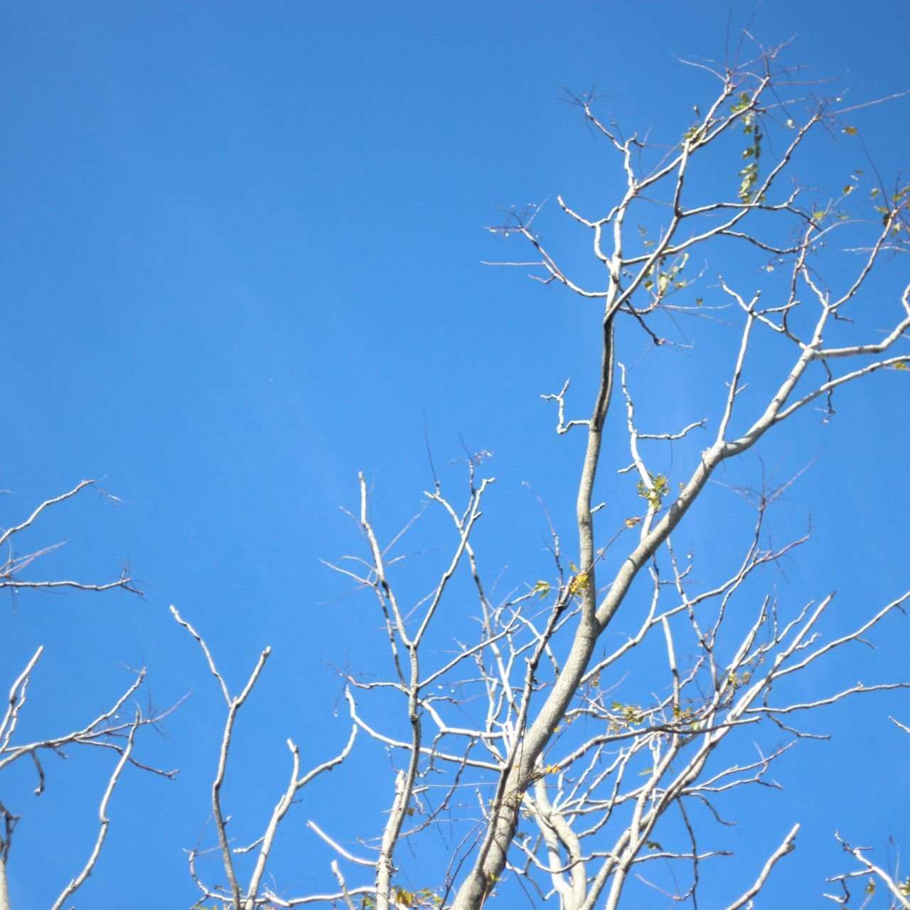 初期型 富岡光学製