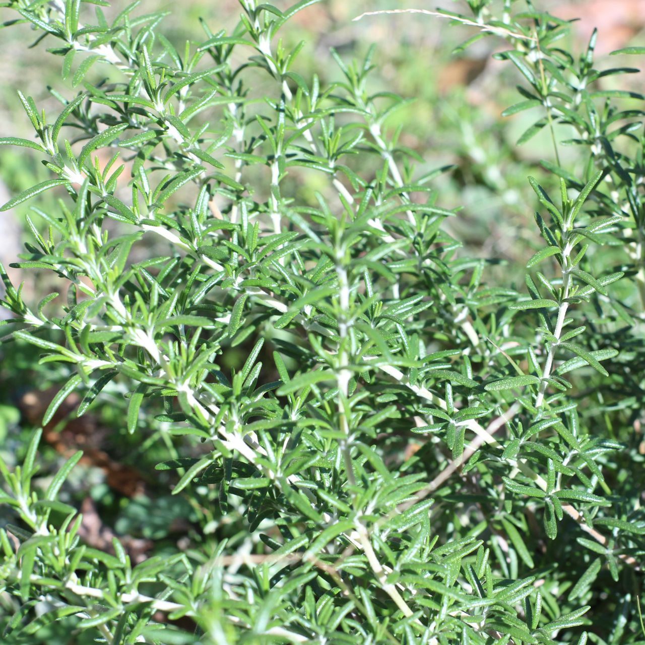 初期型 富岡光学製