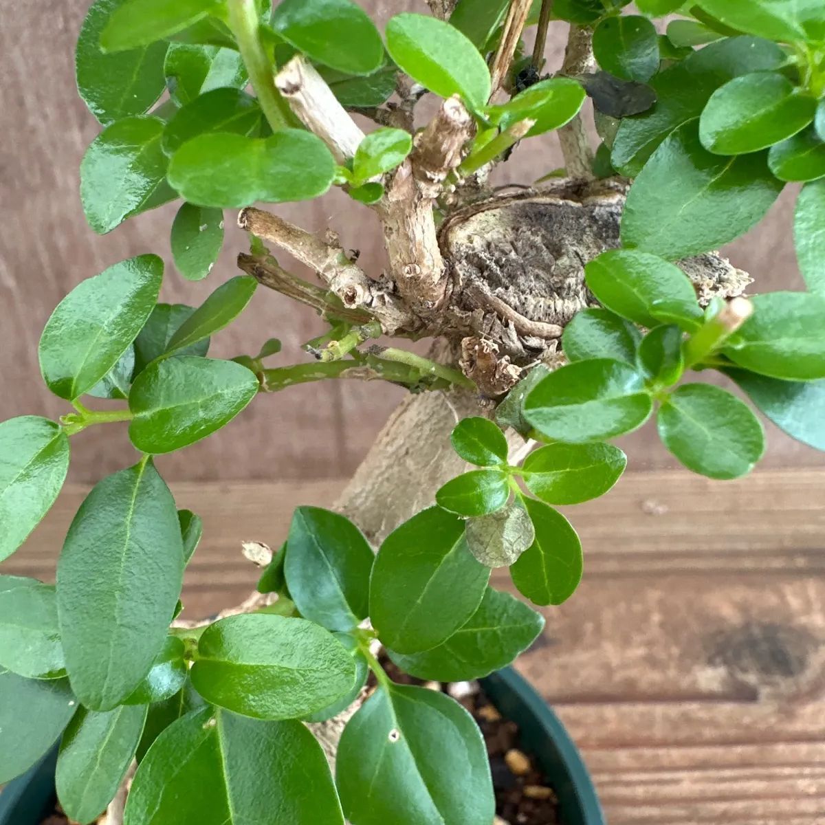 ウオクサギ③ クマツヅラ科 premna属  premna integrifolia 盆栽 ミニ盆栽 まがり 観葉植物 観葉 植物 珍奇植物 珍奇 珍しい レア 希少 塊根植物 塊根 コーデックス インテリア プレゼント