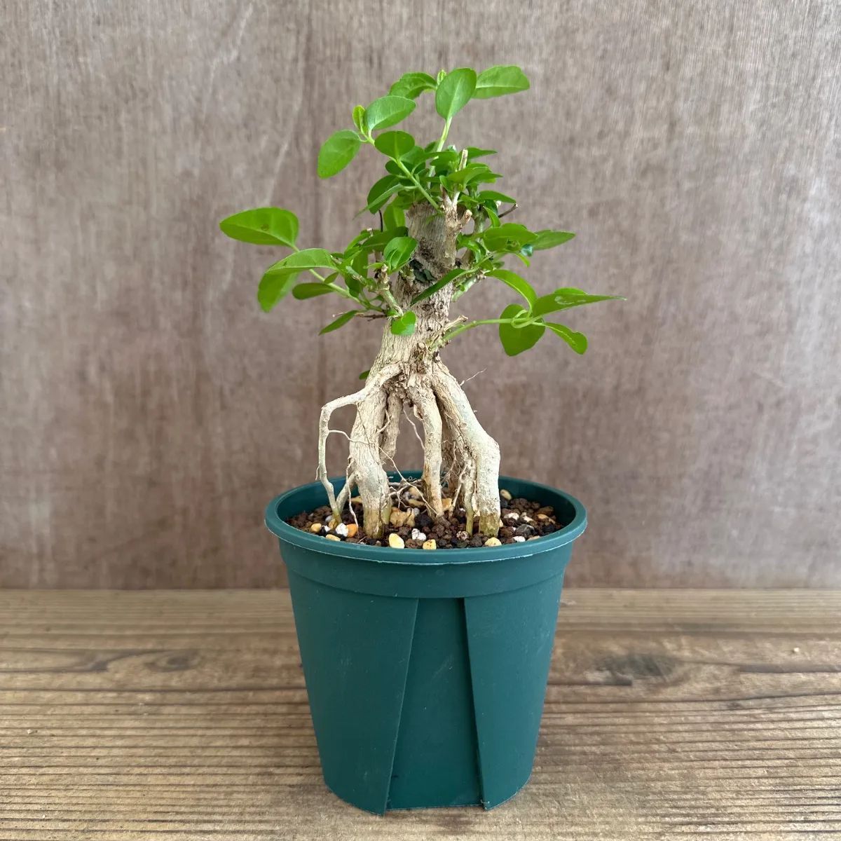 ウオクサギ⑥ クマツヅラ科 premna属 premna integrifolia 盆栽 ミニ