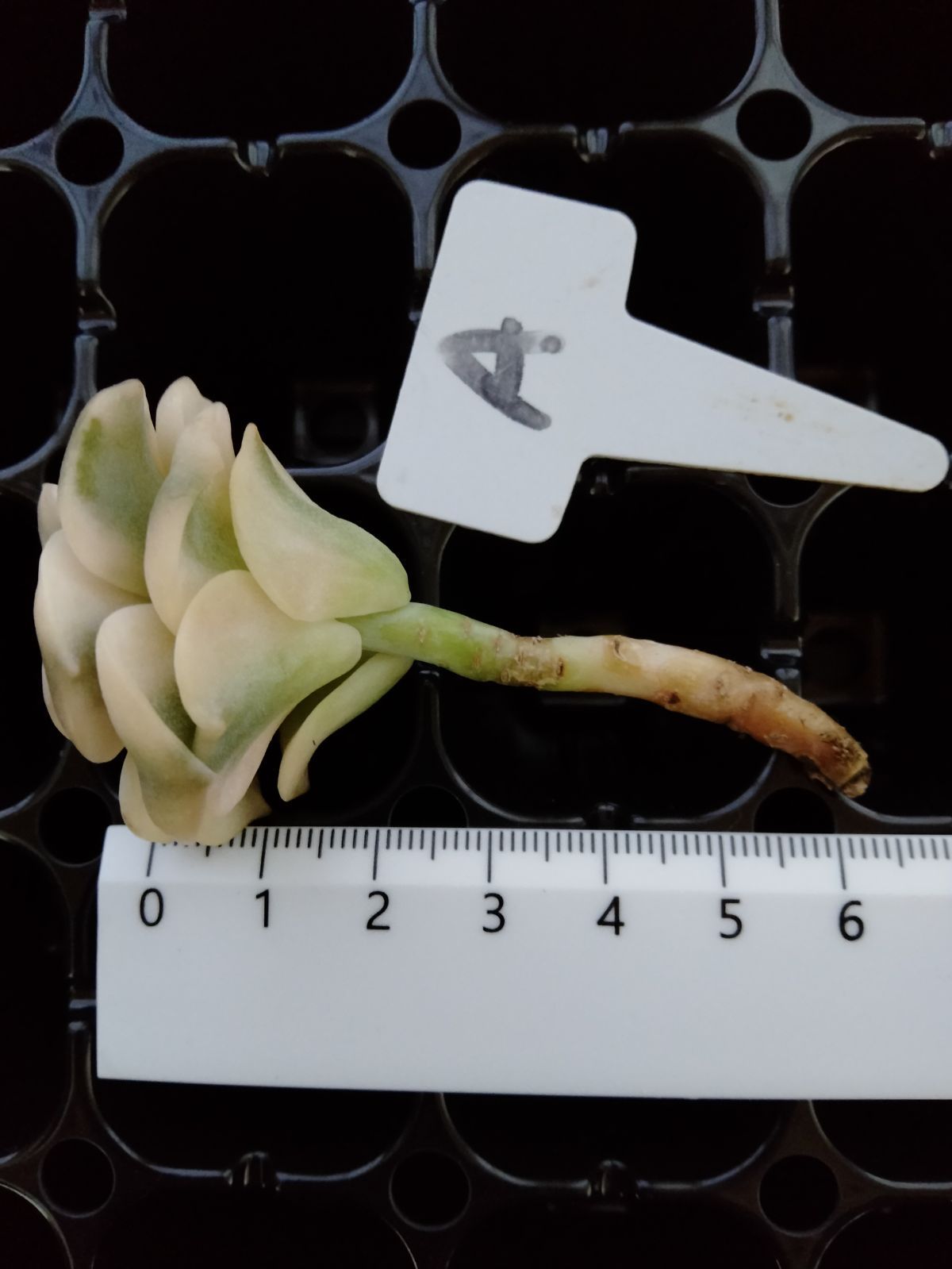 多肉植物 ラブリーローズ錦 おつとめ品 A - メルカリ