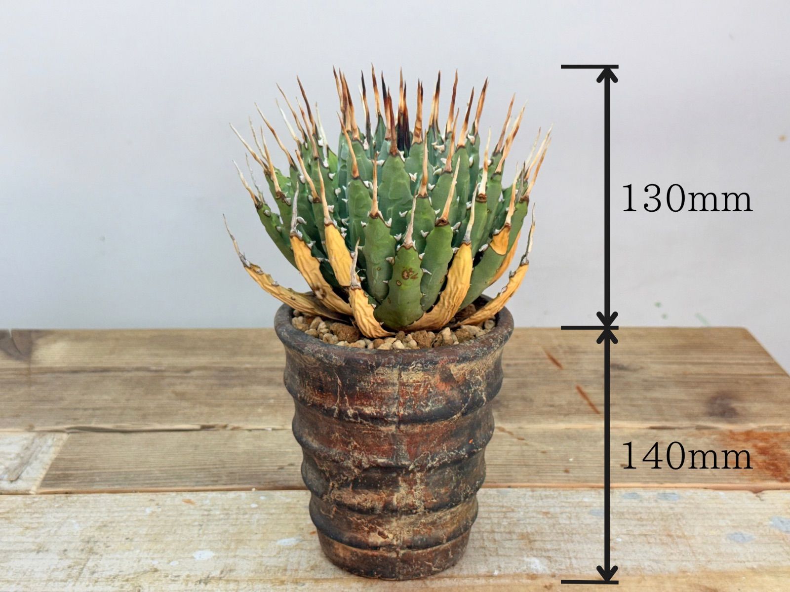 期間限定値下げ】♦︎超人気株 厳選 エボリスピナ 【大株】【発根済