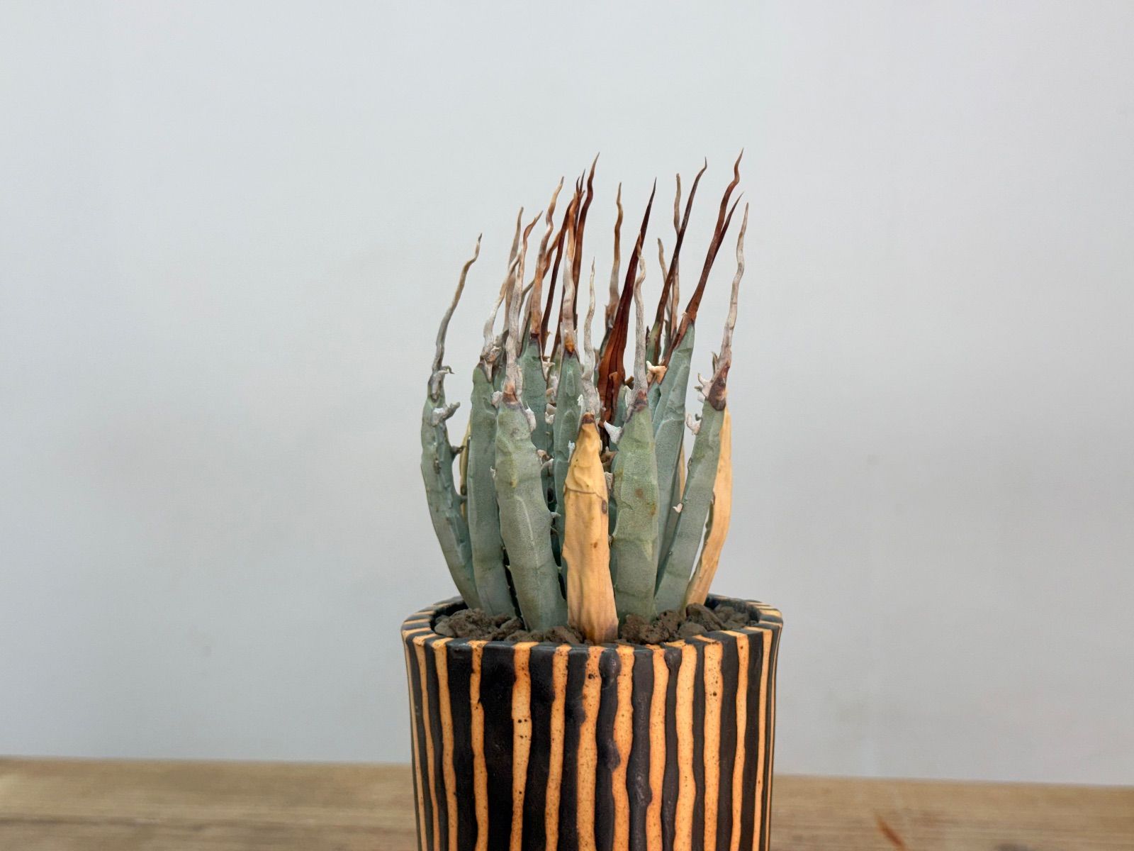 期間限定値下げ】♦︎人気株 エボリスピナ陽炎【発根】【作家鉢