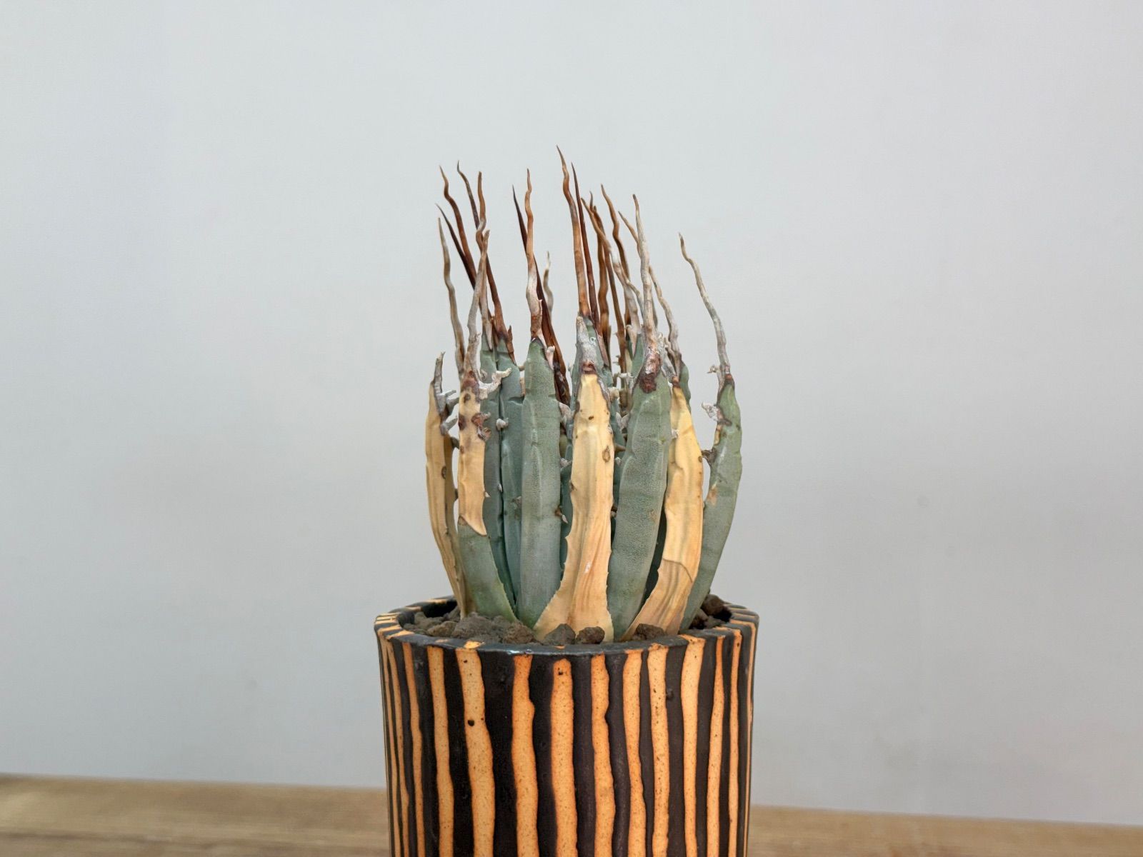 期間限定値下げ】♦︎人気株 エボリスピナ陽炎【発根】【作家鉢