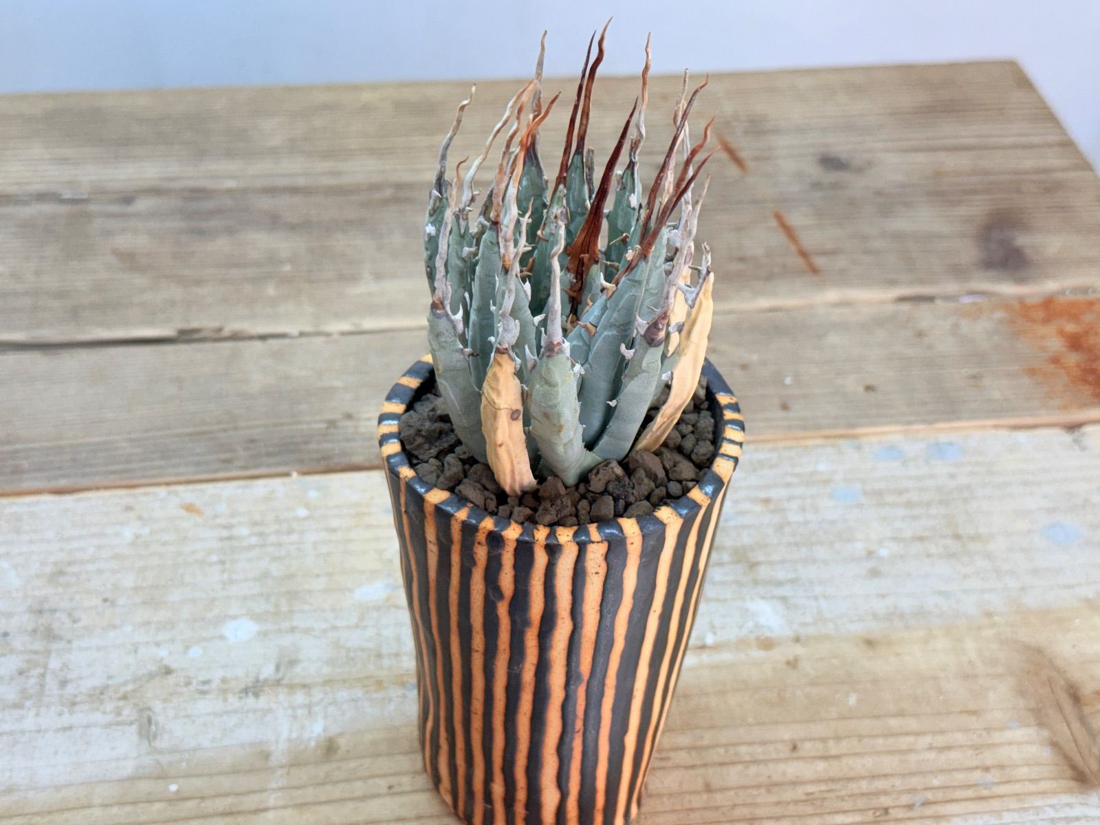 期間限定値下げ】♦︎人気株 エボリスピナ陽炎【発根】【作家鉢