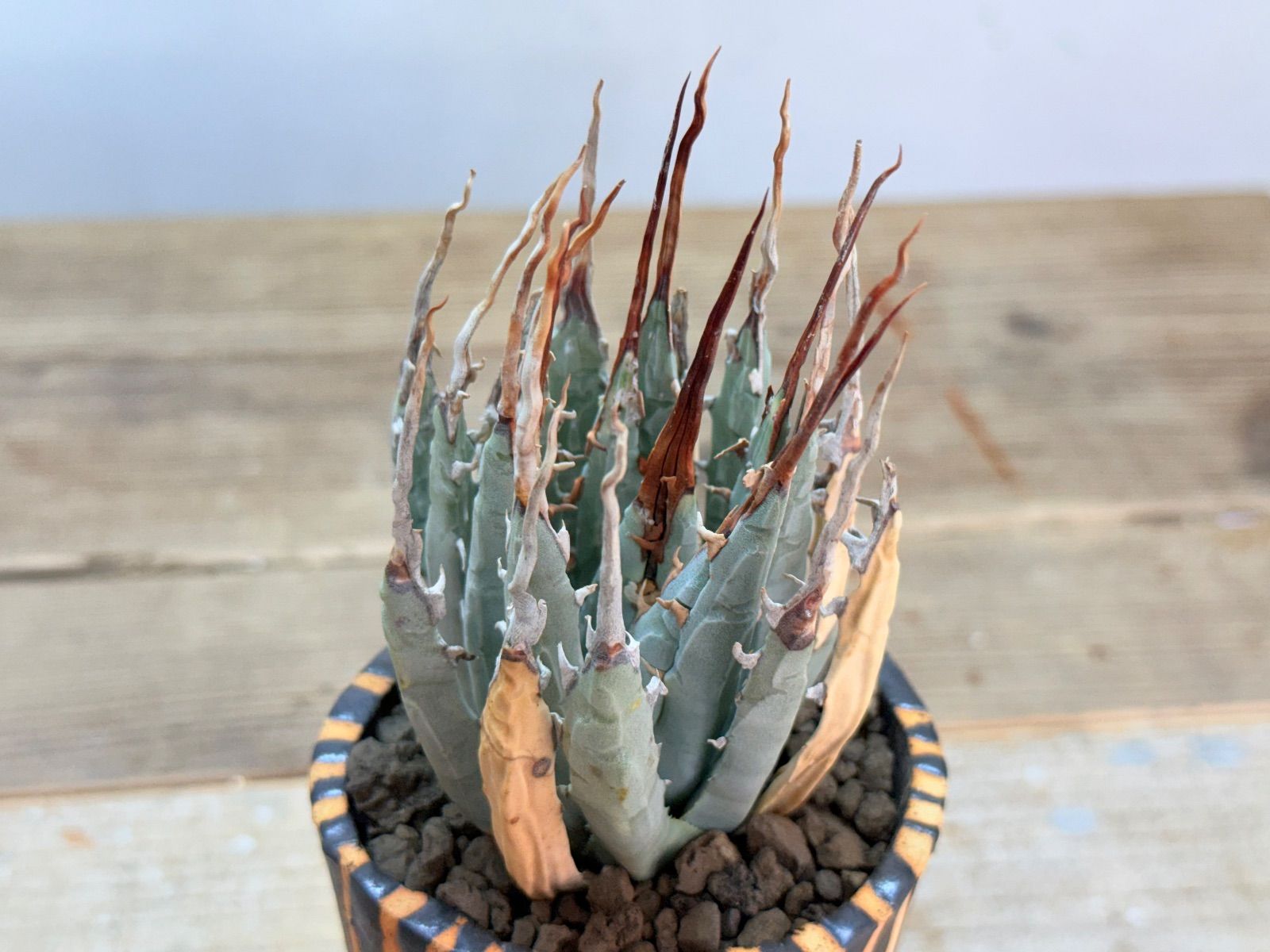 り*う様 【発根済】陽炎・大株エボリスピナ②/鉢ごと発送 は*る様 【発根済・陽炎】誰もが羨むハイクオリティ株！エボリスピナ