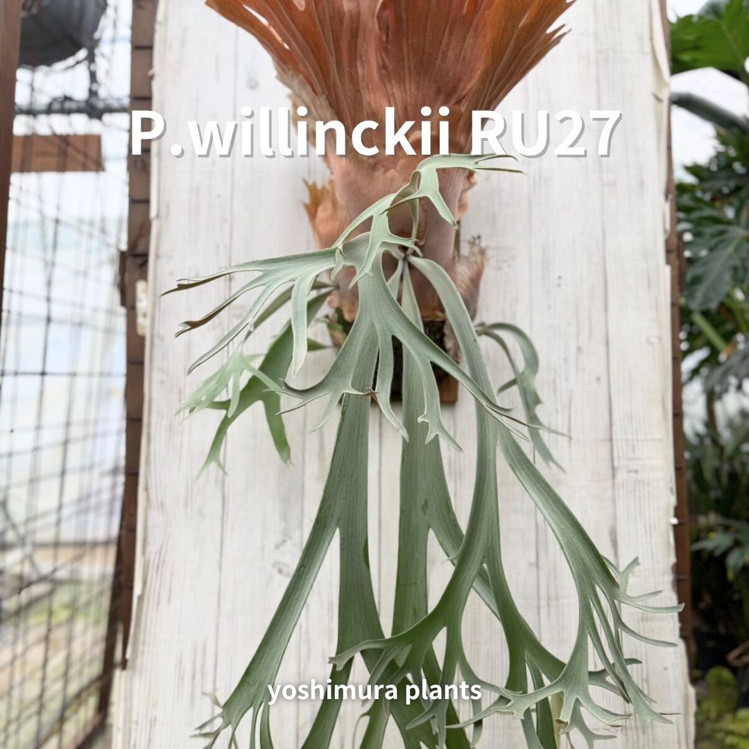 胞子] willinckii RU27 ビカクシダ - メルカリ