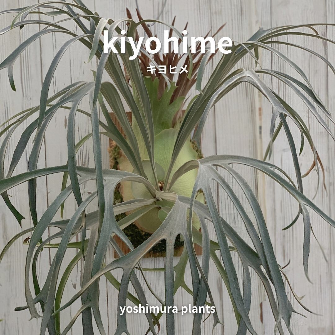 胞子] Kiyohime キヨヒメ ビカクシダ - メルカリ