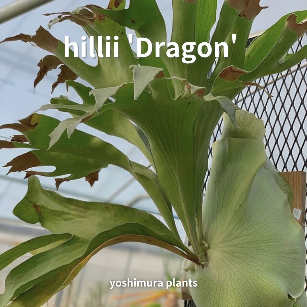 胞子] hillii 'Dragon' ヒリードラゴン ビカクシダ - メルカリ