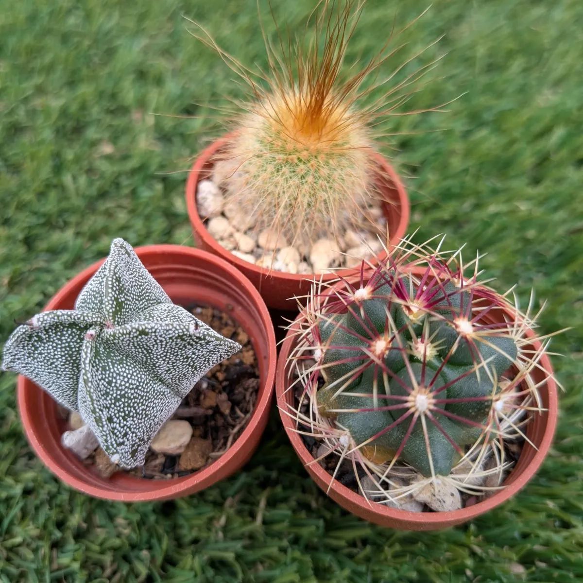 サボテン ミニ3点セット③（和光丸、金晃丸、鸞鳳玉） - メルカリ