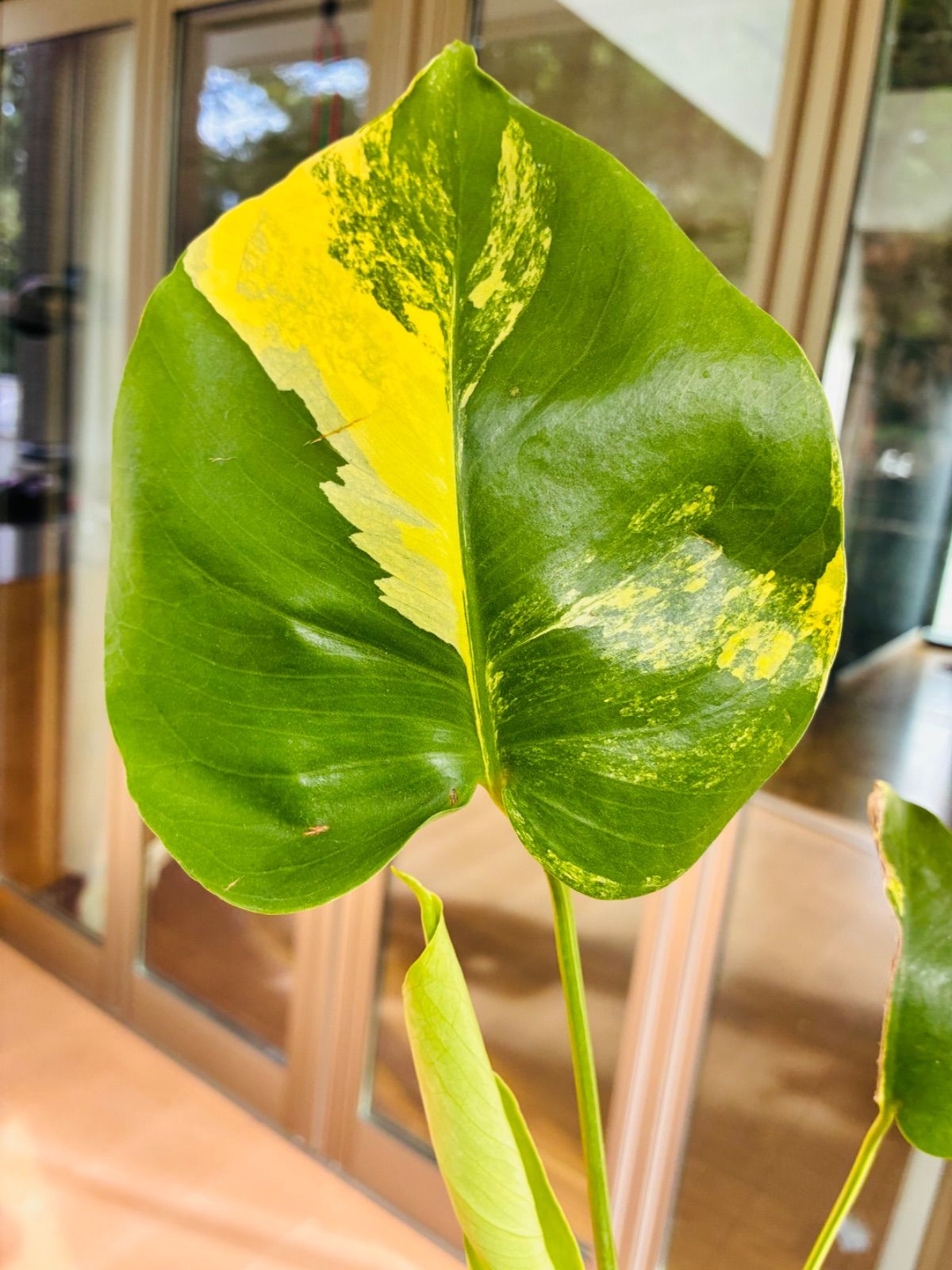 黄斑 モンステラモンステラ デリシオーサ イエローマリリン Monstera