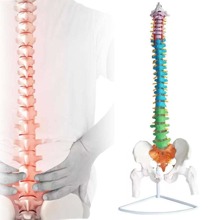 脊髄骨盤模型 実物大 色付きの柔軟な脊椎解剖モデル 折り曲げ 人体模型 人間脊椎模型 骨盤 大腿骨模型 脊柱可動型モデル 吊り下げ 台座