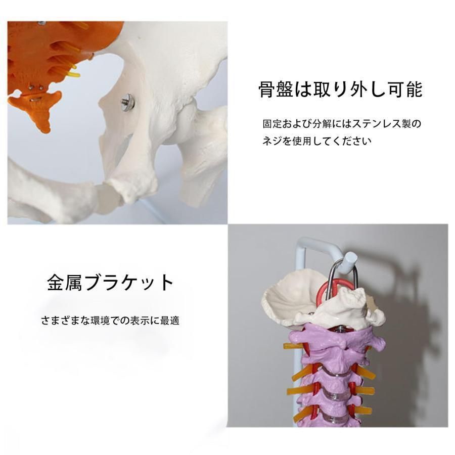脊髄骨盤模型 実物大 色付きの柔軟な脊椎解剖モデル 折り曲げ 人体模型 人間脊椎模型 骨盤 大腿骨模型 脊柱可動型モデル 吊り下げ 台座