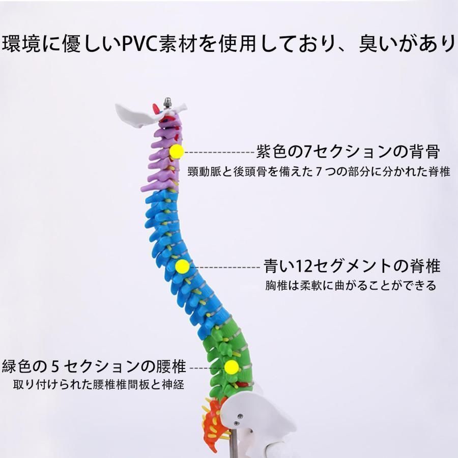 大腿骨模型 脊柱可動型モデル