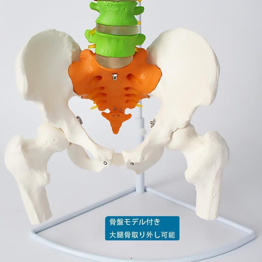 人体模型 人間脊椎模型