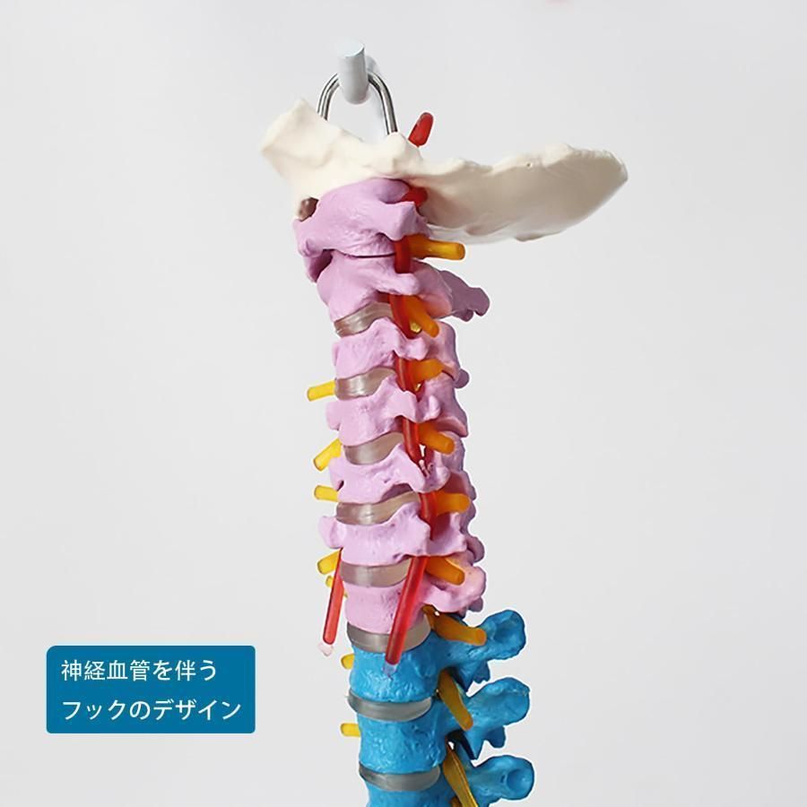  脊髄骨盤模型 実物大 色付きの柔軟な脊椎解剖モデル 折り曲げ 人体模型 人間脊椎模型 骨盤 大腿骨模型 脊柱可動型モデル 吊り下げ 台座 その他 その他