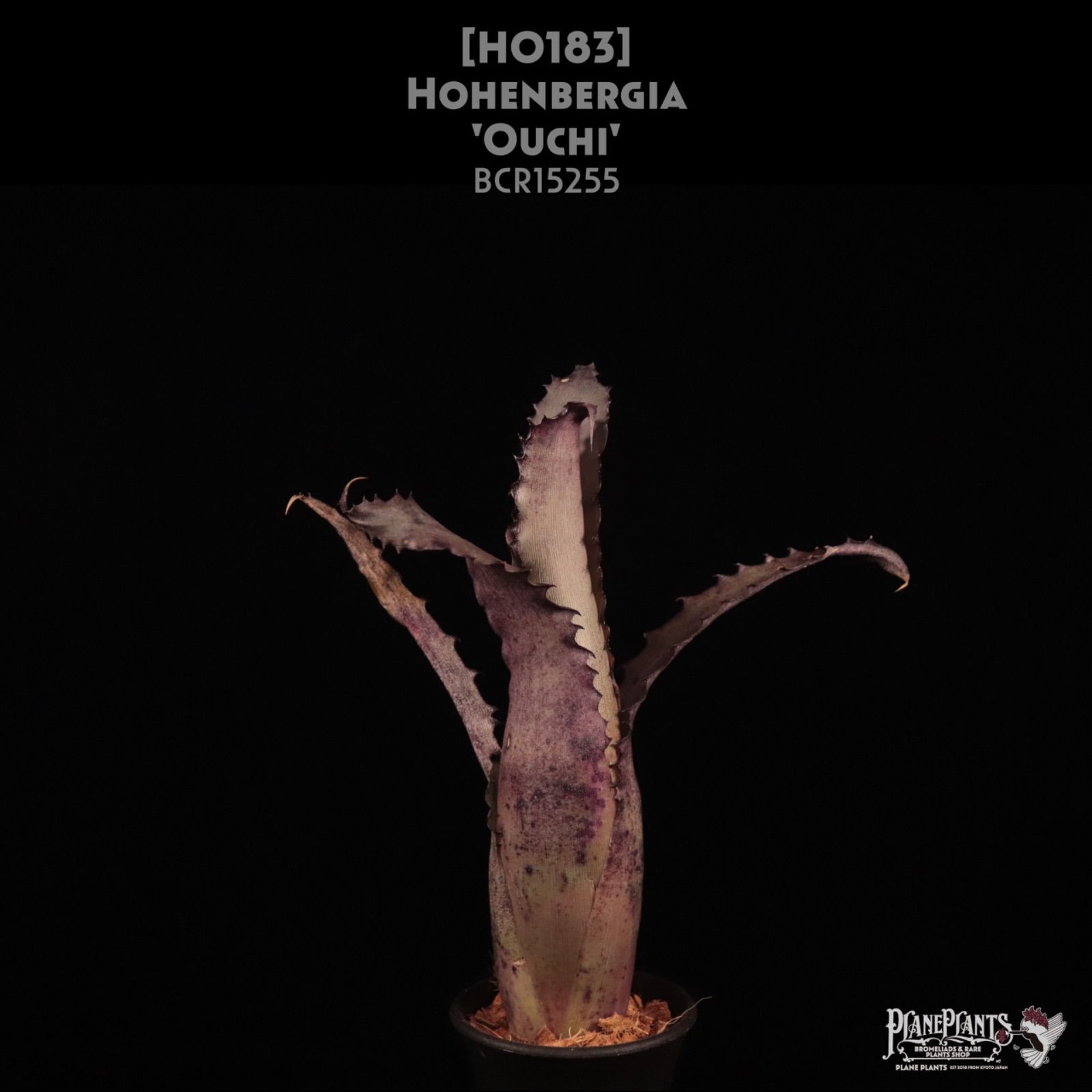 送料無料】Billbergia 'Spot The Dot'〔ビルベルギア〕現品発送B0269