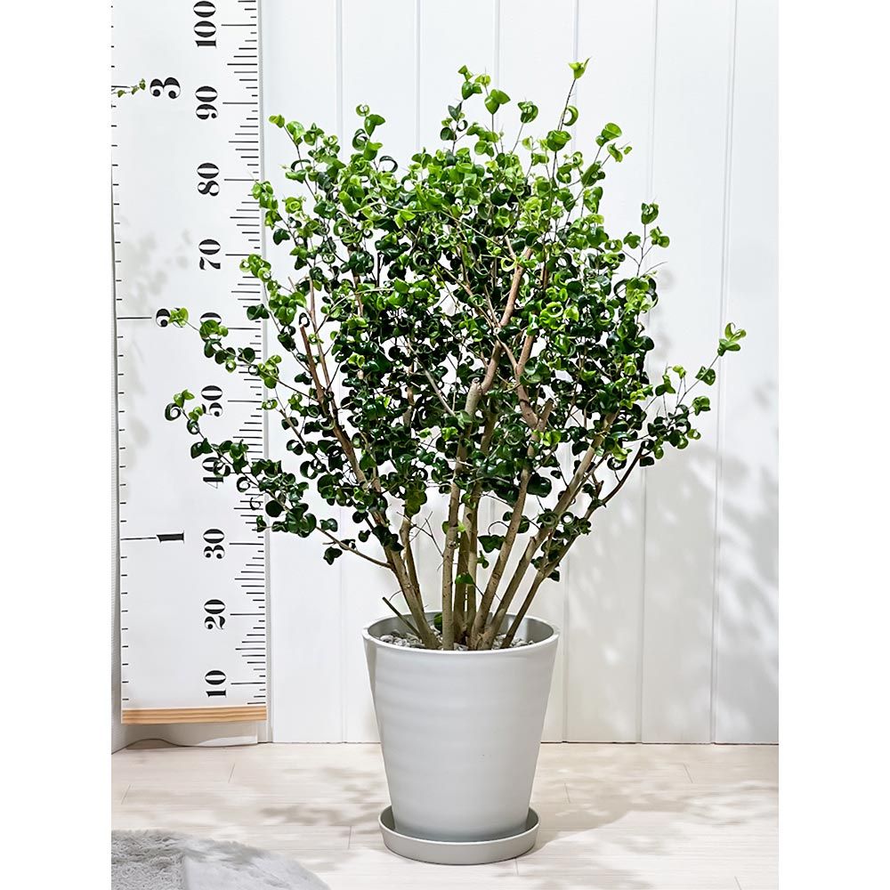 PLANCHU 観葉植物 フィカス ベンジャミン バロック 8号鉢 受け皿付き