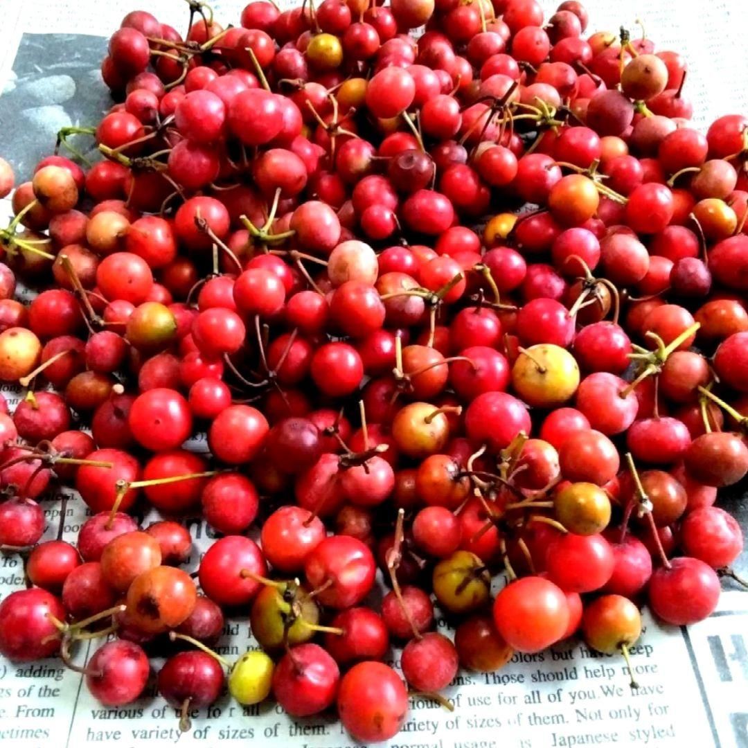 専用ページ☆無農薬☆山帰来（サンキライ）☆赤い実☆約270