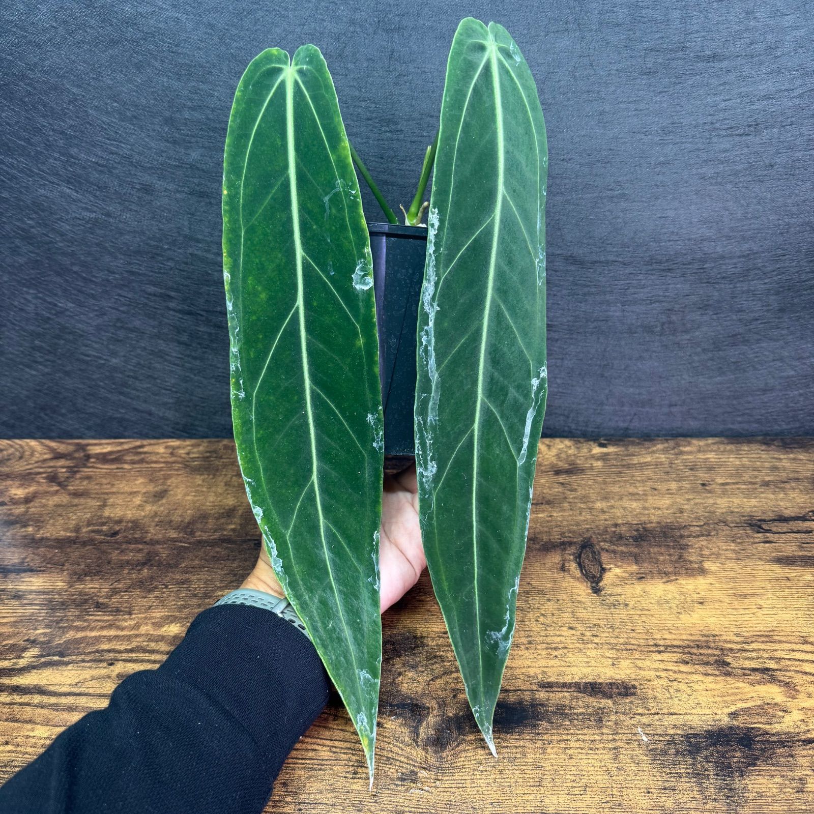 Anthurium ‘Warocqueanum’