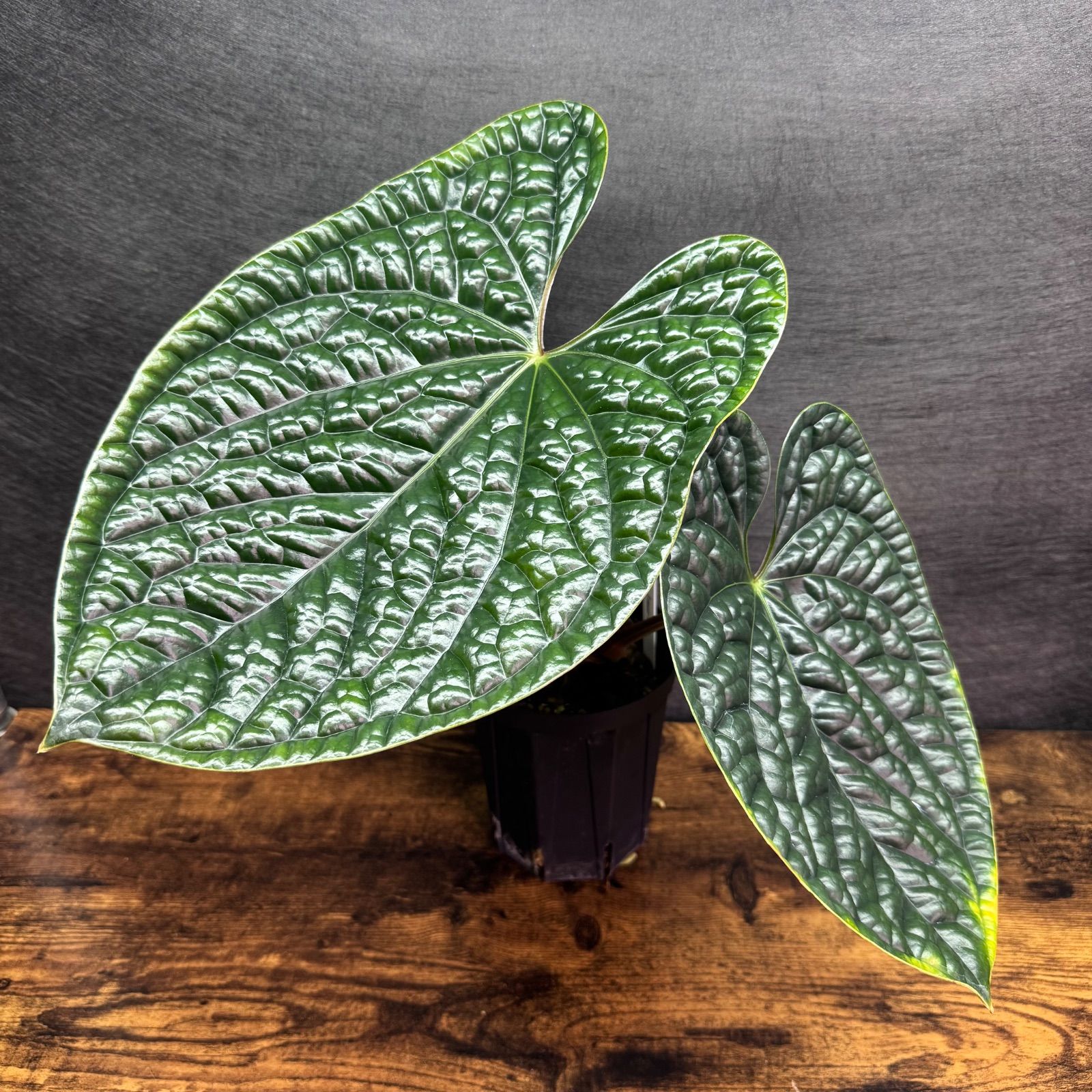 メルカリ便アンスリウム　ルクスリアンス Anthurium 'Luxurians' - メルカリ