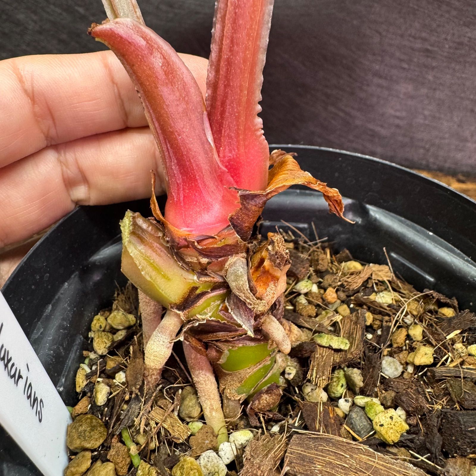 Anthurium 'Luxurians' - メルカリ