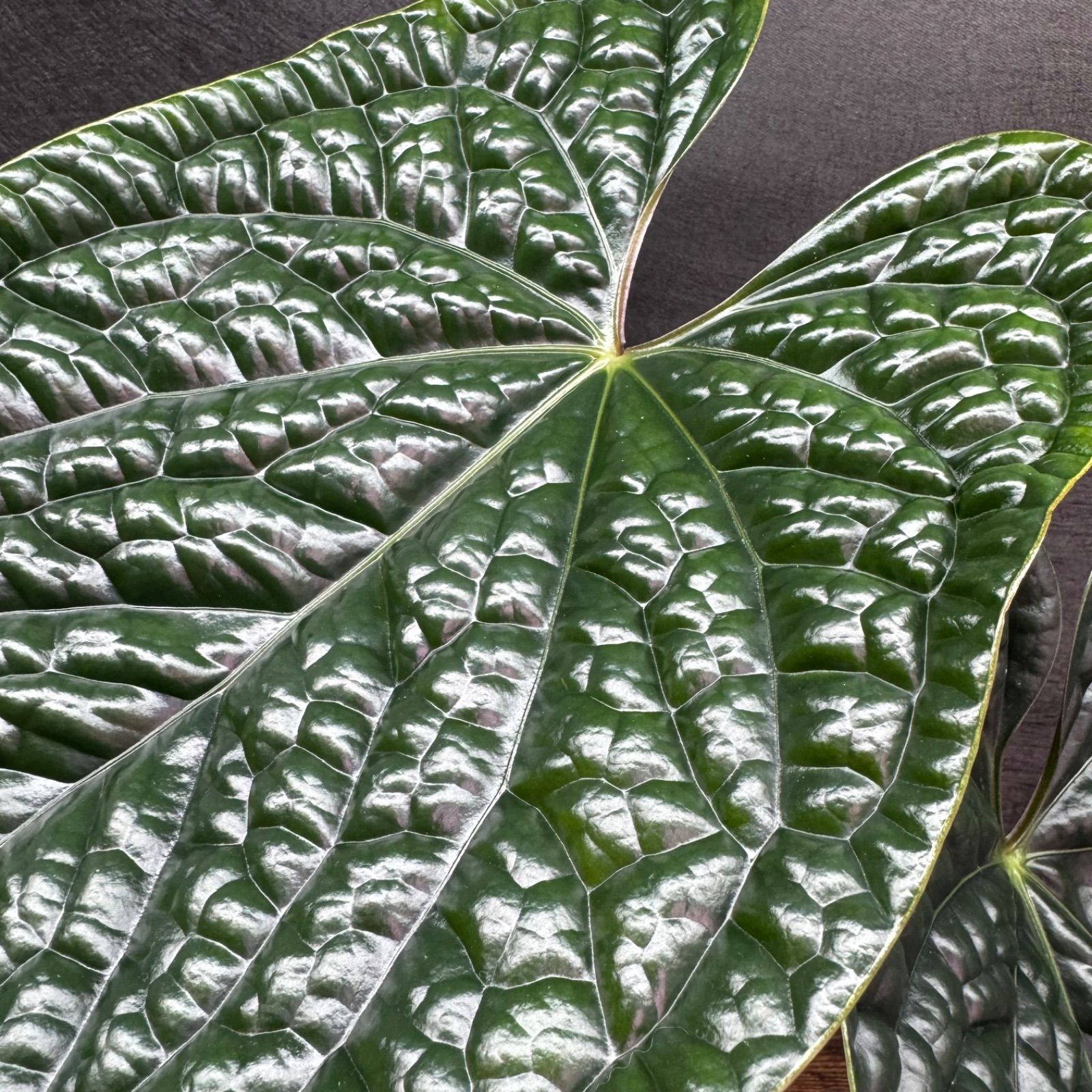 Anthurium 'Luxurians' - メルカリ