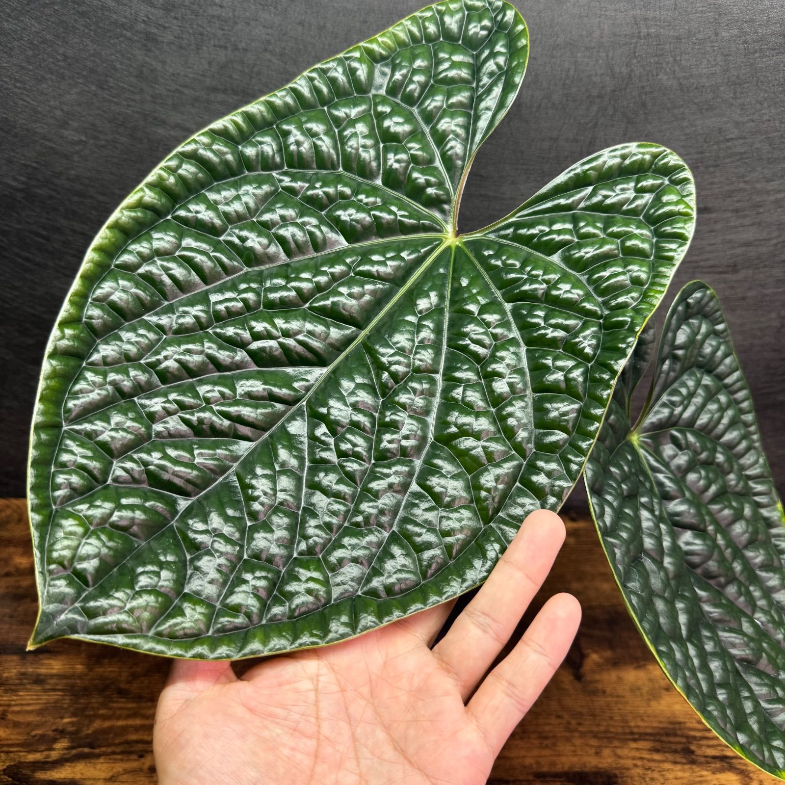 Anthurium 'Luxurians' - メルカリ