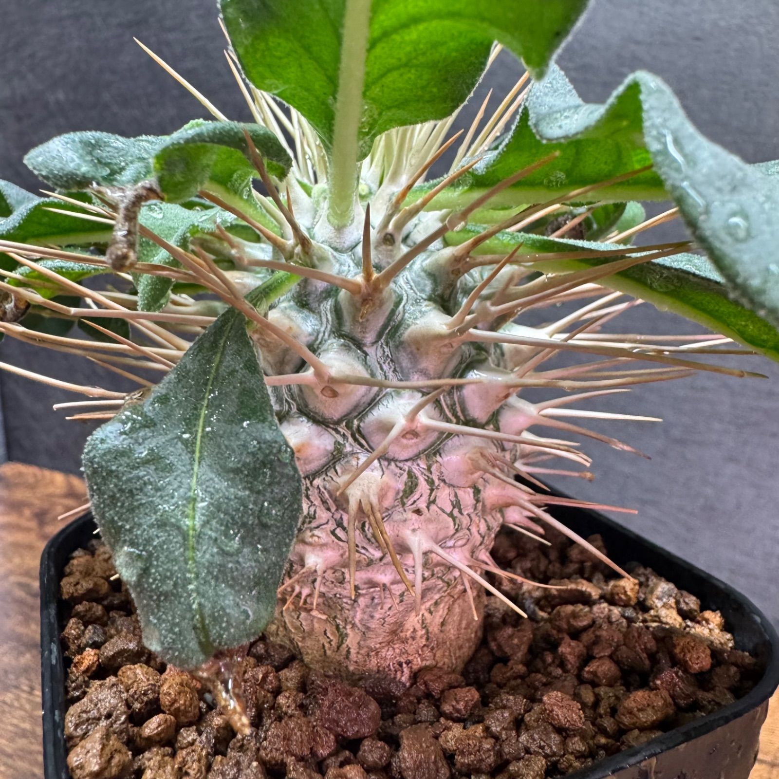 Pachypodium namaquanum