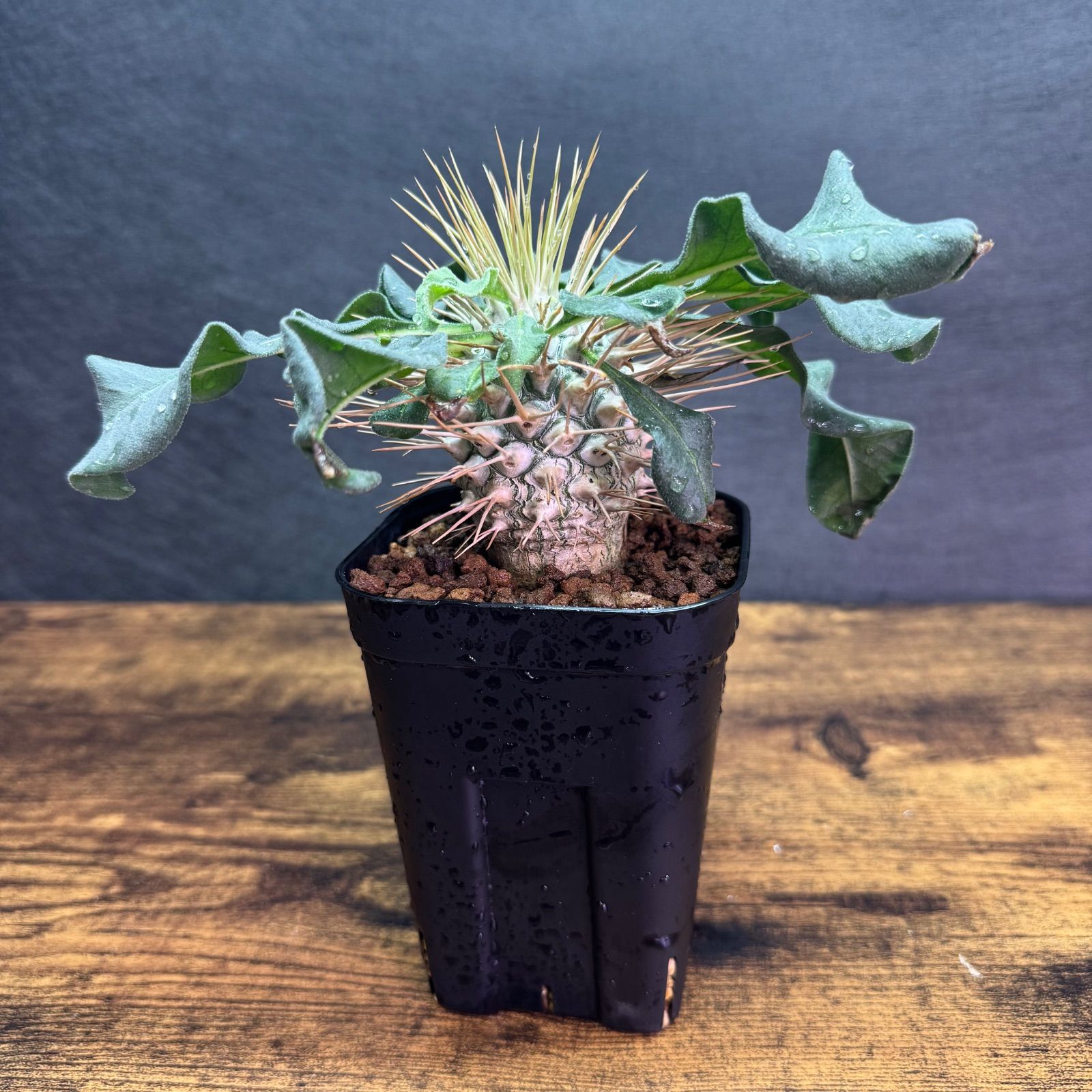 Pachypodium namaquanum