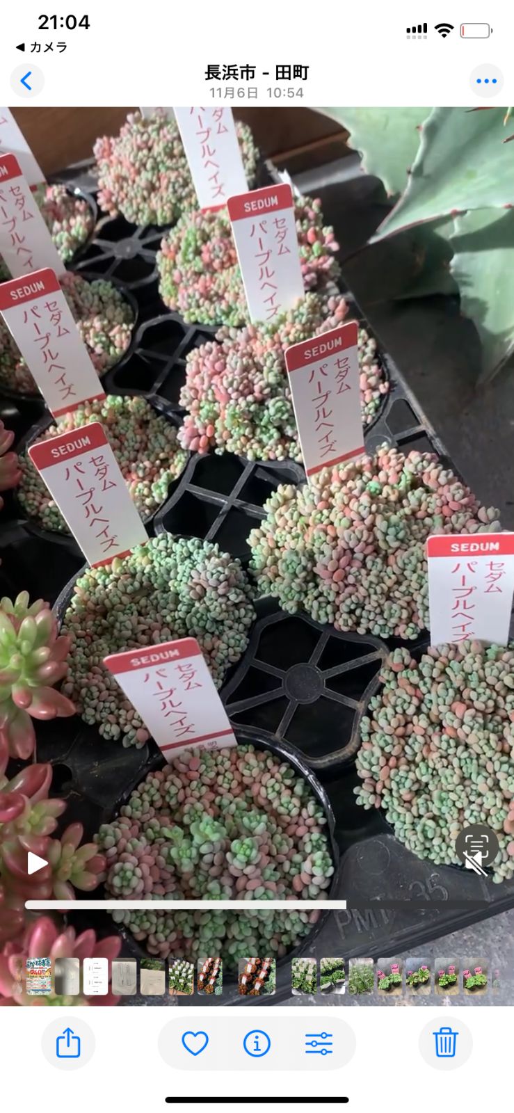 パープルヘイズ 2号 ポットごと セダム - メルカリ