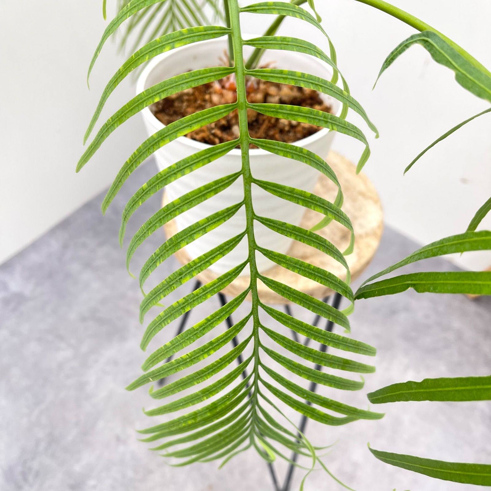 サイカス クリビコーラ ルテア 1【現品】☆希少☆ 観葉植物 ソテツ 5号