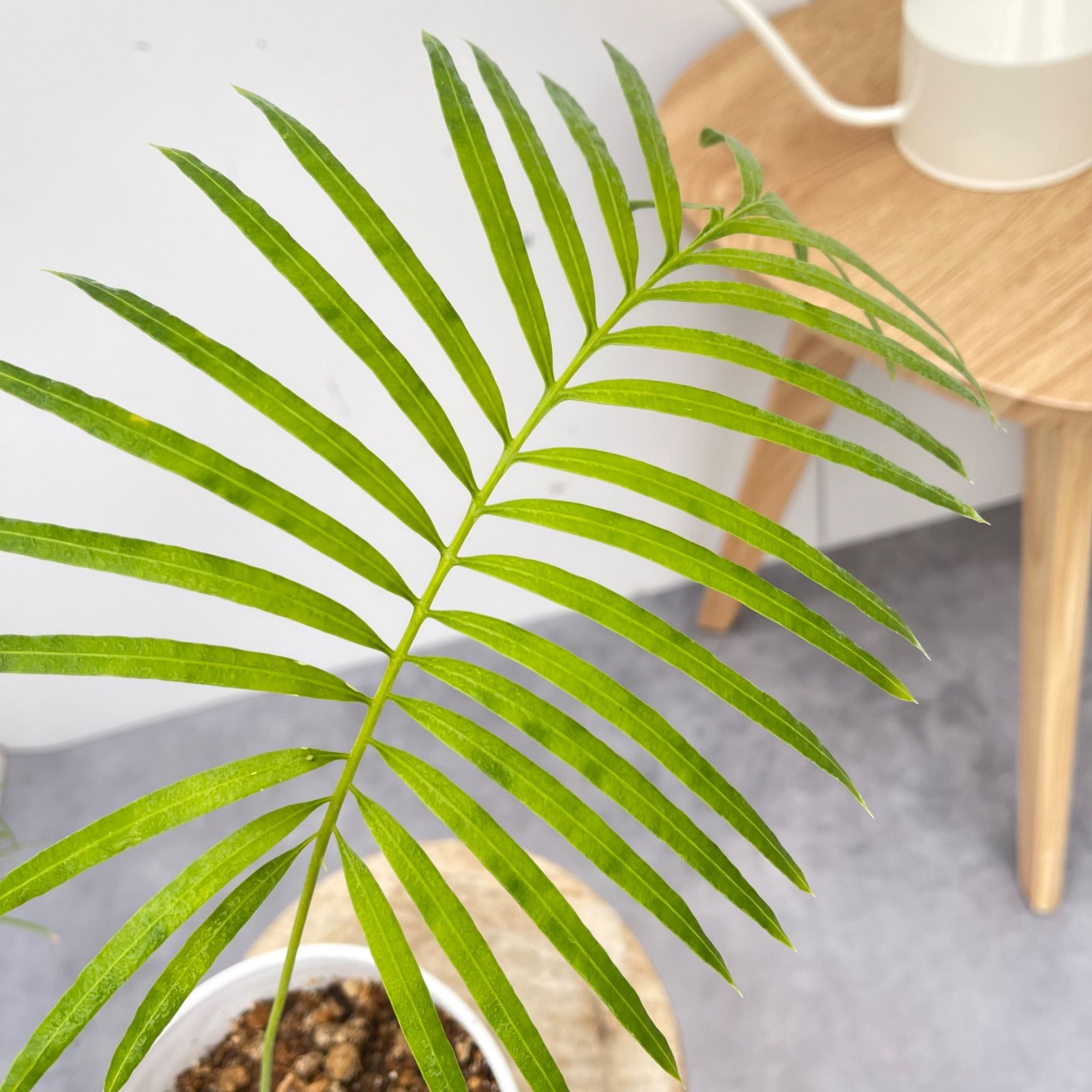 サイカス クリビコーラ ルテア 1【現品】☆希少☆ 観葉植物 ソテツ 5号