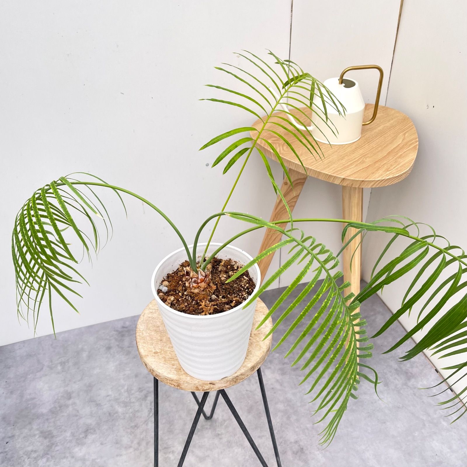 サイカス クリビコーラ ルテア 1【現品】☆希少☆ 観葉植物 ソテツ 5号