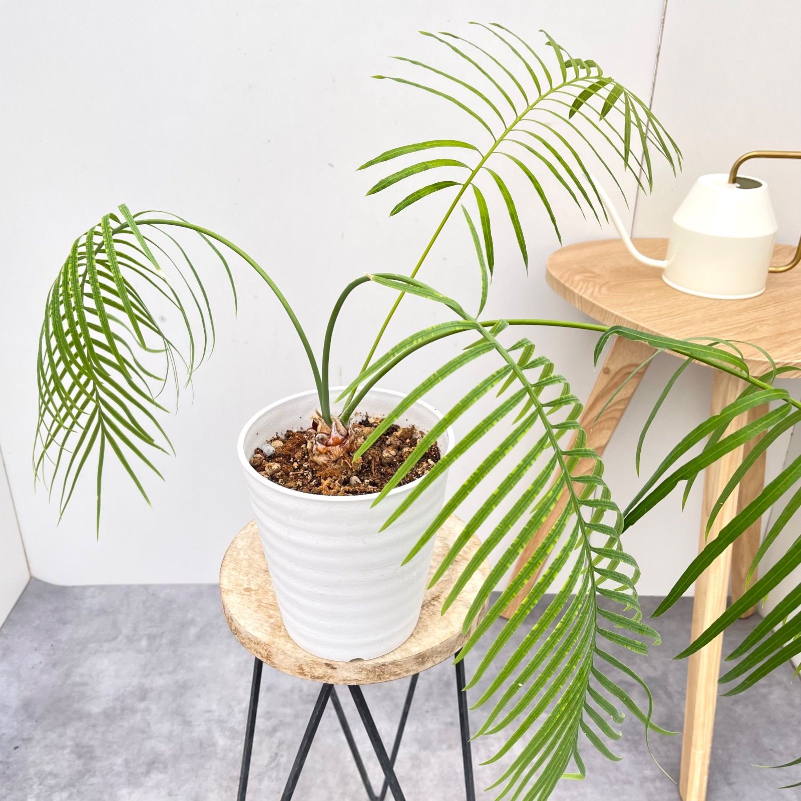 サイカス クリビコーラ ルテア 1 現品 観葉植物 ソテツ 5号