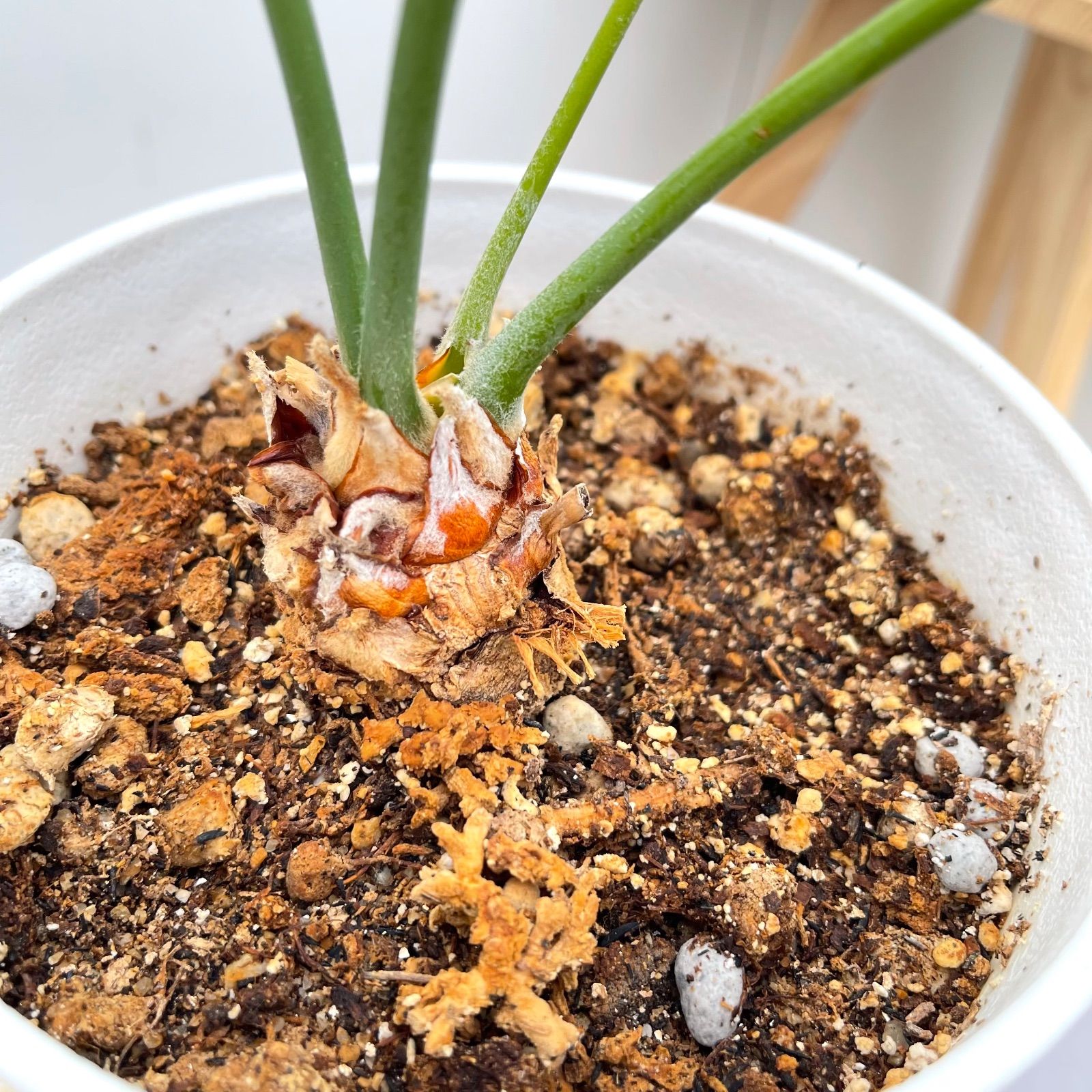 サイカス クリビコーラ ルテア 1【現品】☆希少☆ 観葉植物 ソテツ 5号