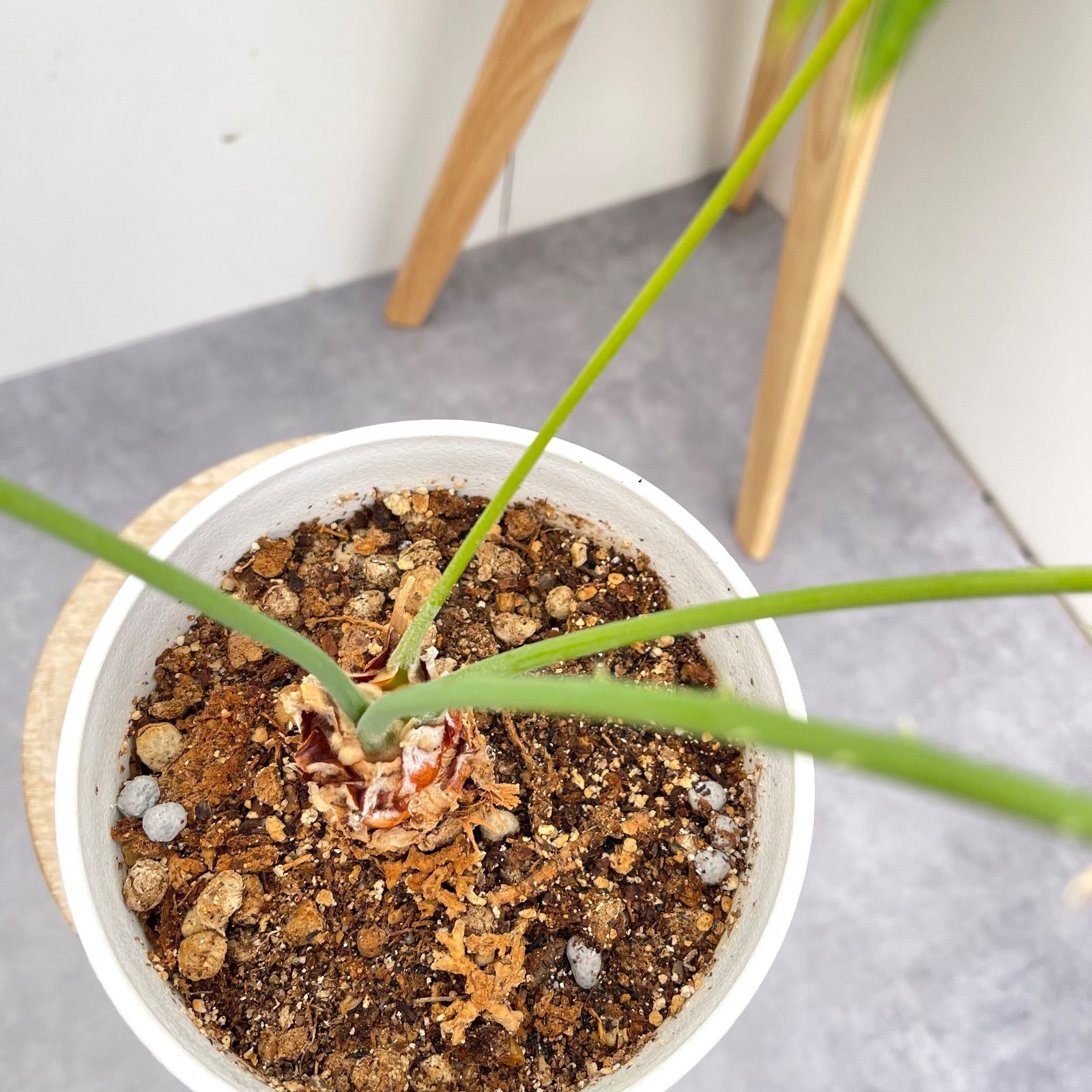 サイカス クリビコーラ ルテア 1【現品】☆希少☆ 観葉植物 ソテツ 5号