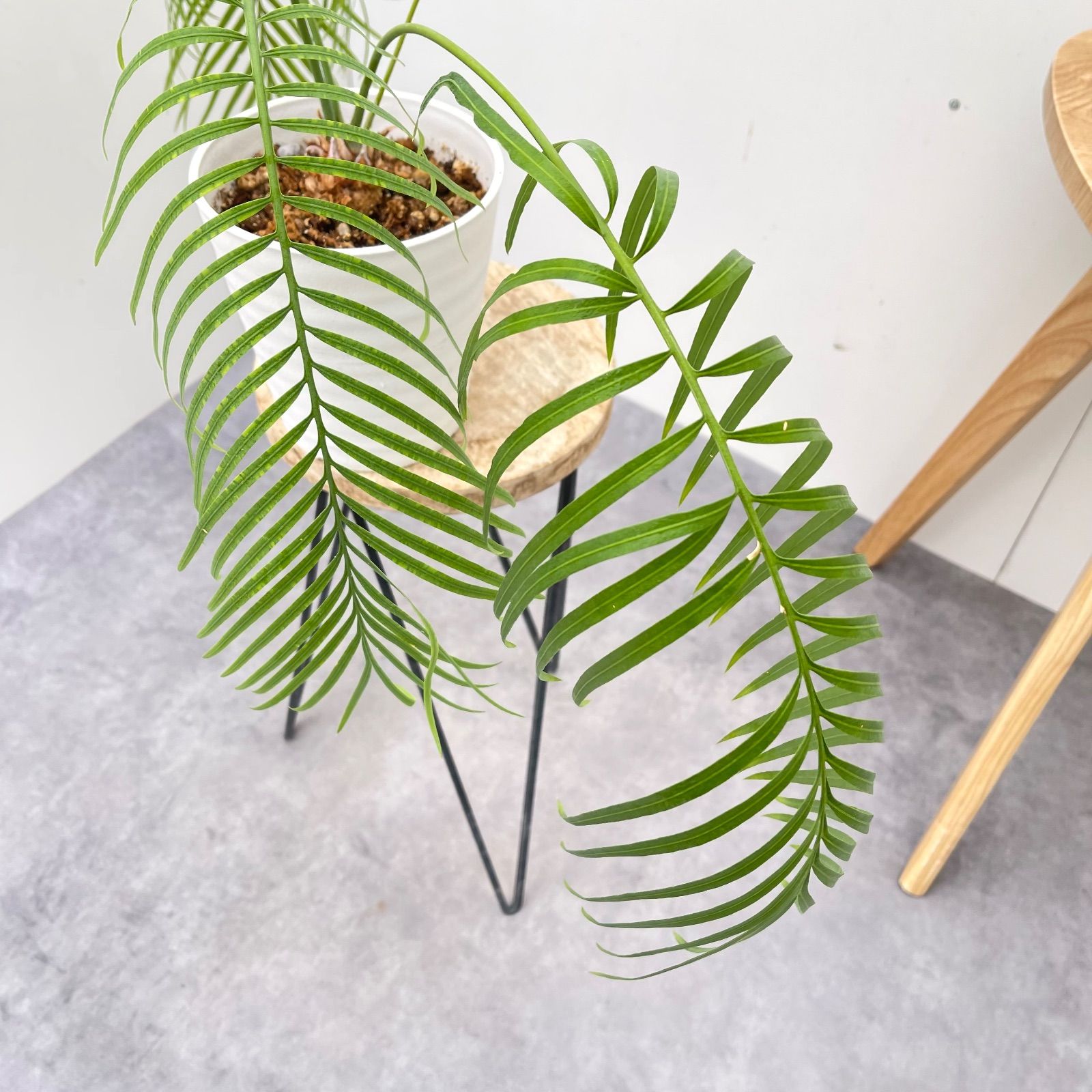 サイカス クリビコーラ ルテア 1【現品】☆希少☆ 観葉植物 ソテツ 5号