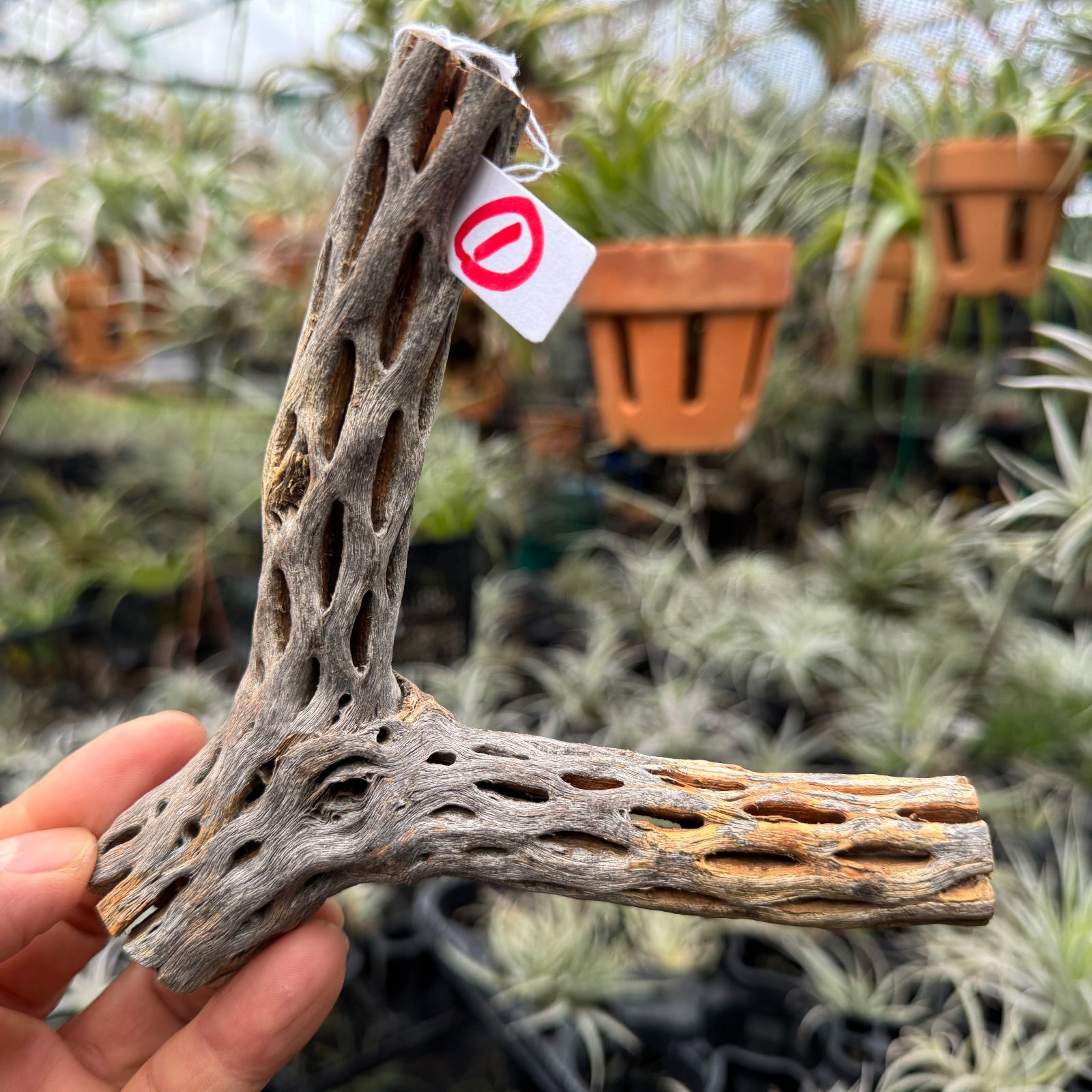 現品販売No.1＊ ミニカクタススケルトン＊ 最大H高:14cm / 最大W幅