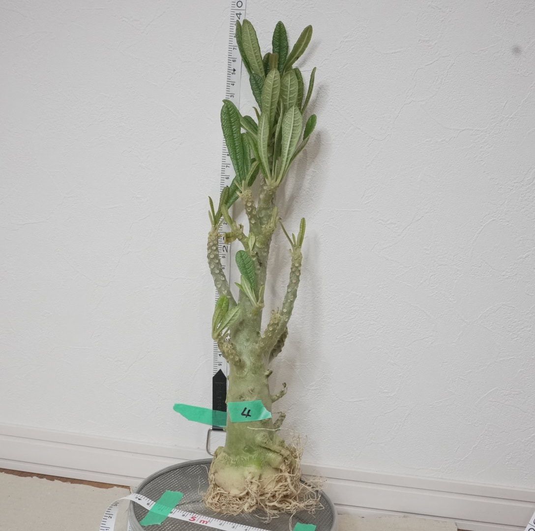 4大ドルステニア・ギガス（現地発根ベアルート株） 塊根植物 - メルカリ