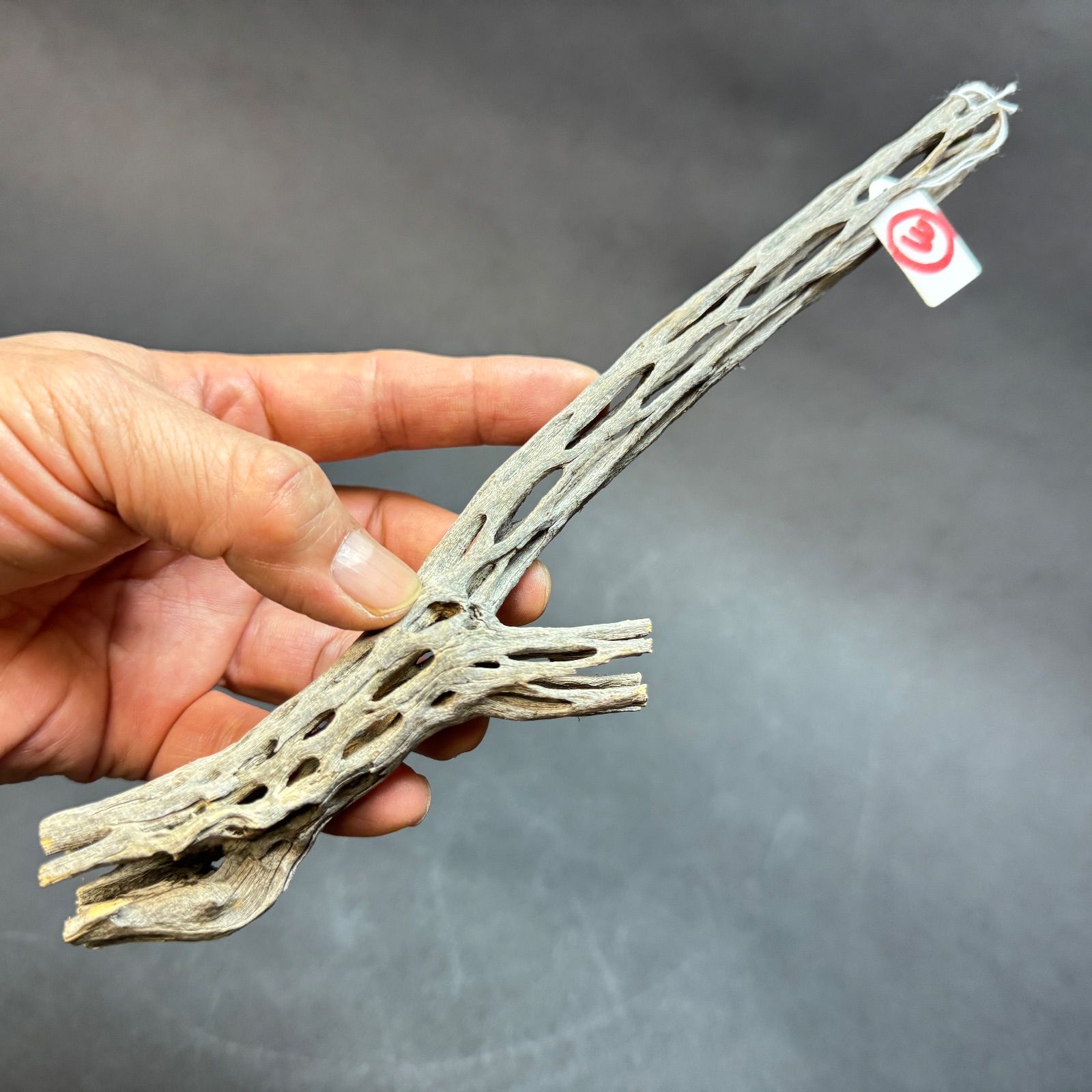 みわちゃん　カクタス　スケルトン　パーチ　おまとめ６本 現品販売No.1＊ ミニカクタススケルトン＊ 最大H高:14cm / 最大W幅