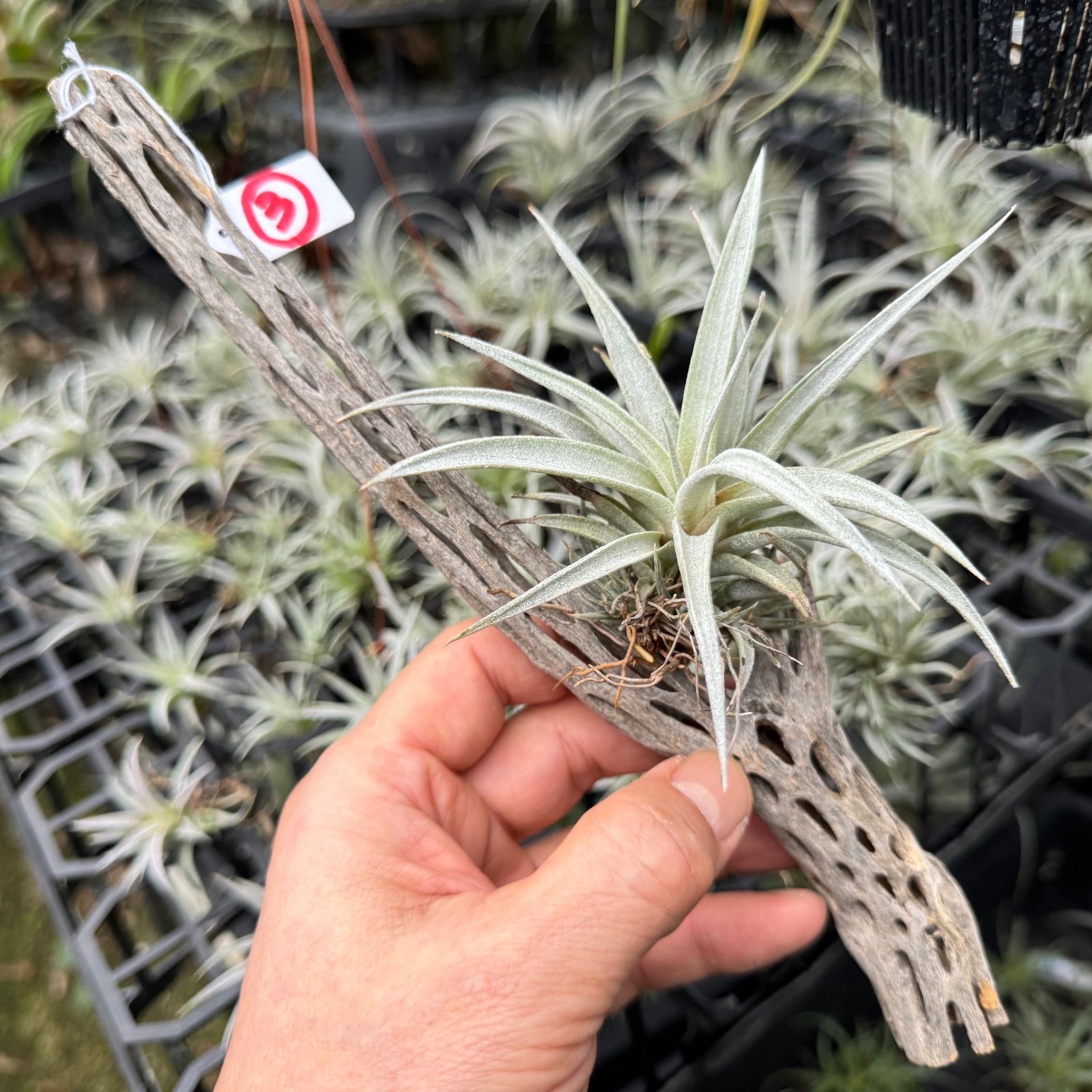 みわちゃん　カクタス　スケルトン　パーチ　おまとめ６本 現品販売No.1＊ ミニカクタススケルトン＊ 最大H高:14cm / 最大W幅