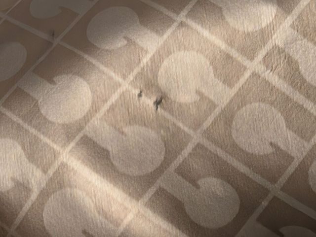  ゲラルディーニ ハンドバッグ ポーチ付き ワンショルダーバッグ ソフティ ブロンズ ショルダーバッグ レディース 軽量 GHERARDINI クラッチバッグ バッグ