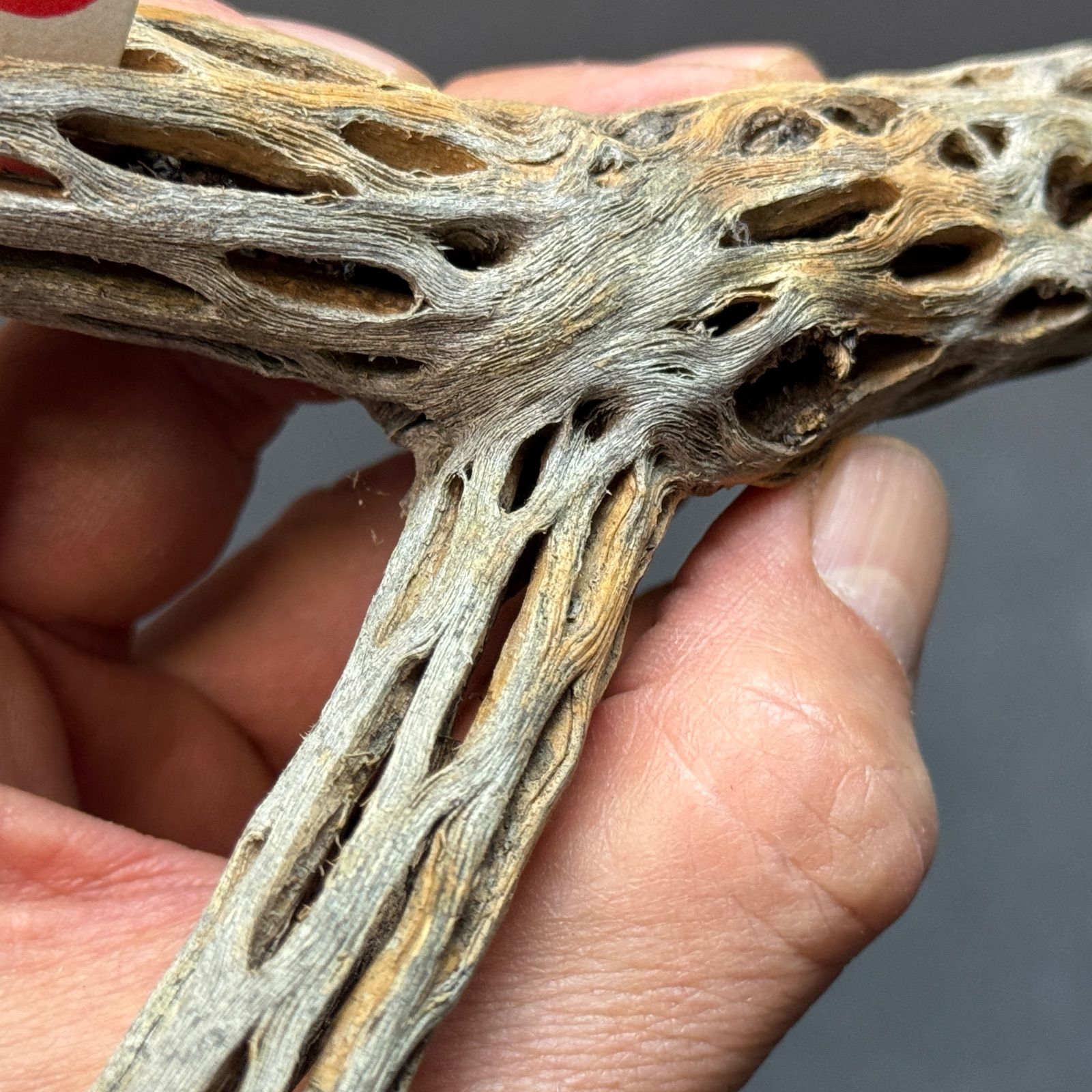 現品販売No.4＊ ミニカクタススケルトン＊ 最大H高:15cm / 最大W幅:9.5