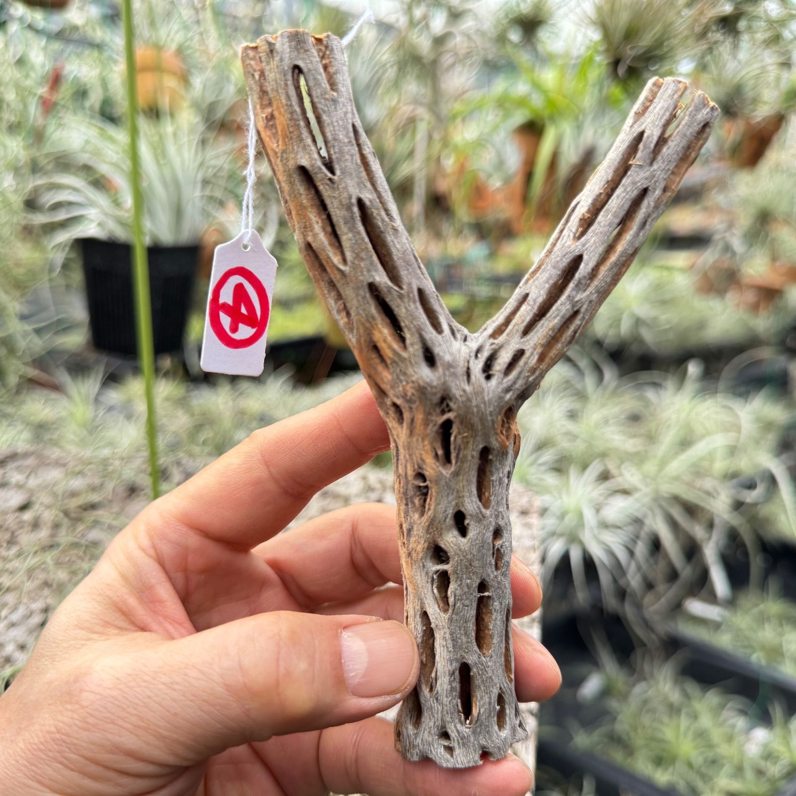 みわちゃん　カクタス　スケルトン　パーチ　おまとめ６本 みわちゃん カクタス スケルトン パーチ おまとめ6本 鳥用品 止まり木