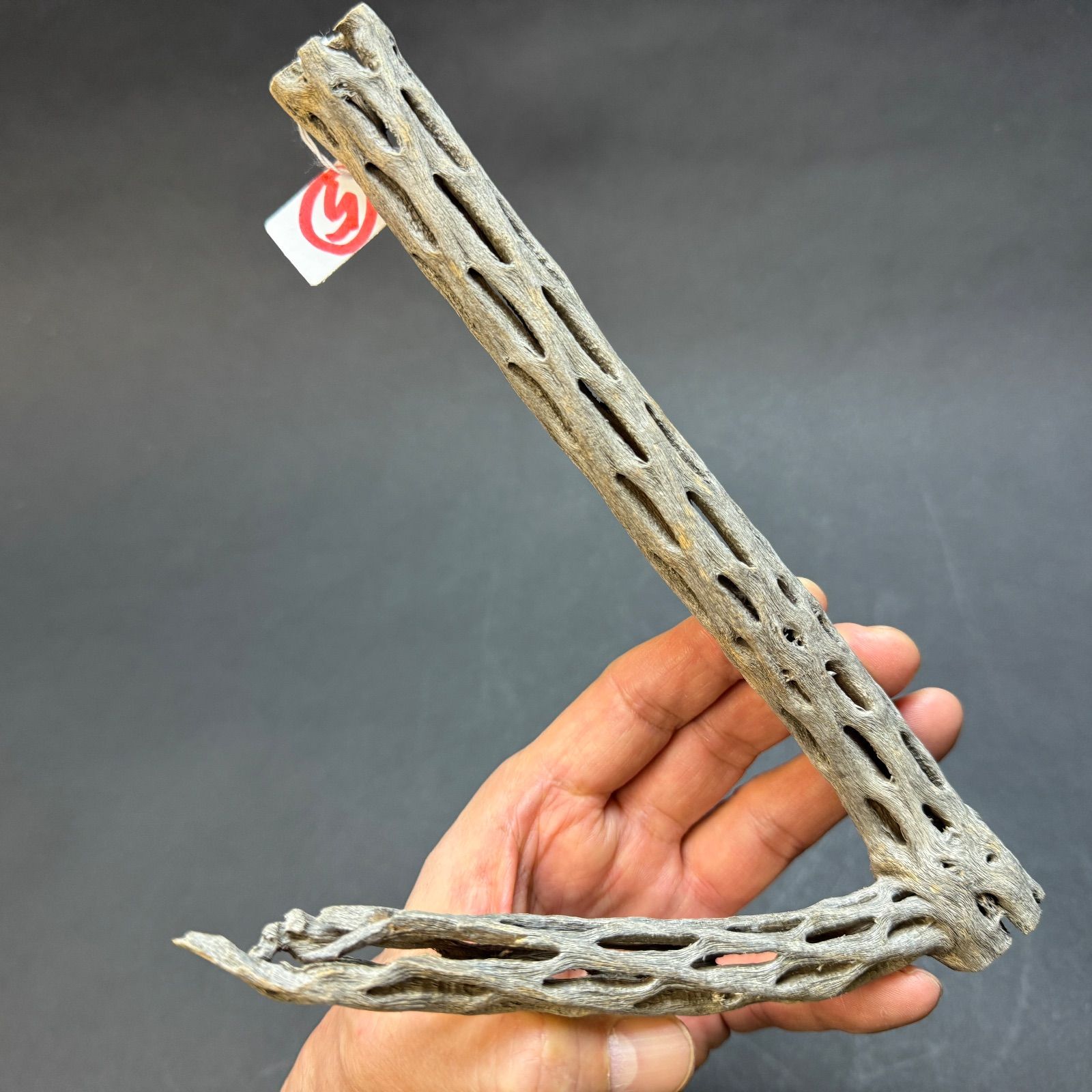 現品販売No.5＊ ミニカクタススケルトン＊ 最大H高:22.5cm / 最大W幅